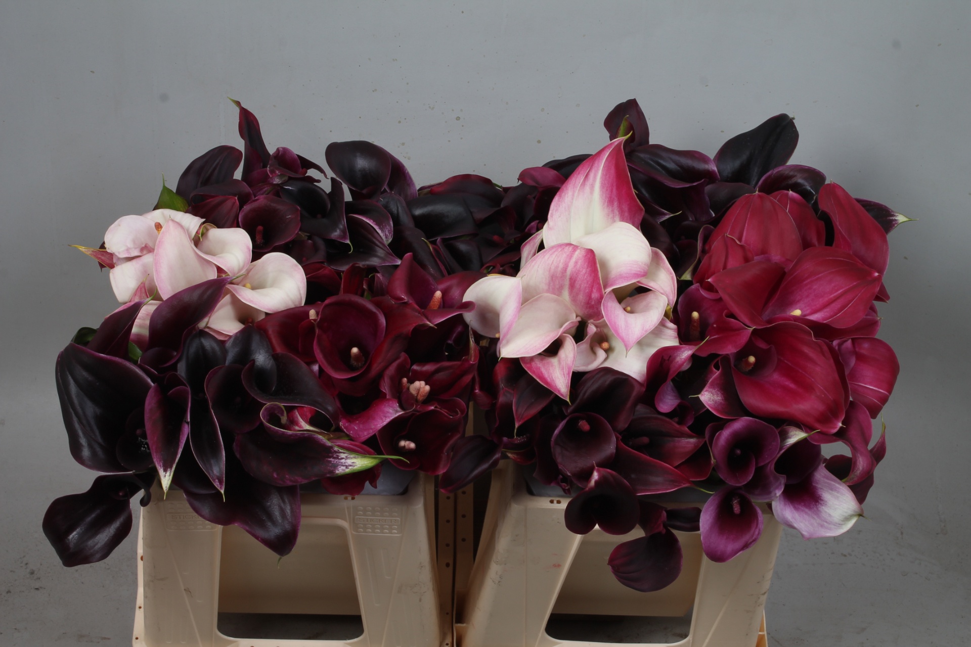 Calla Assorted 35cm