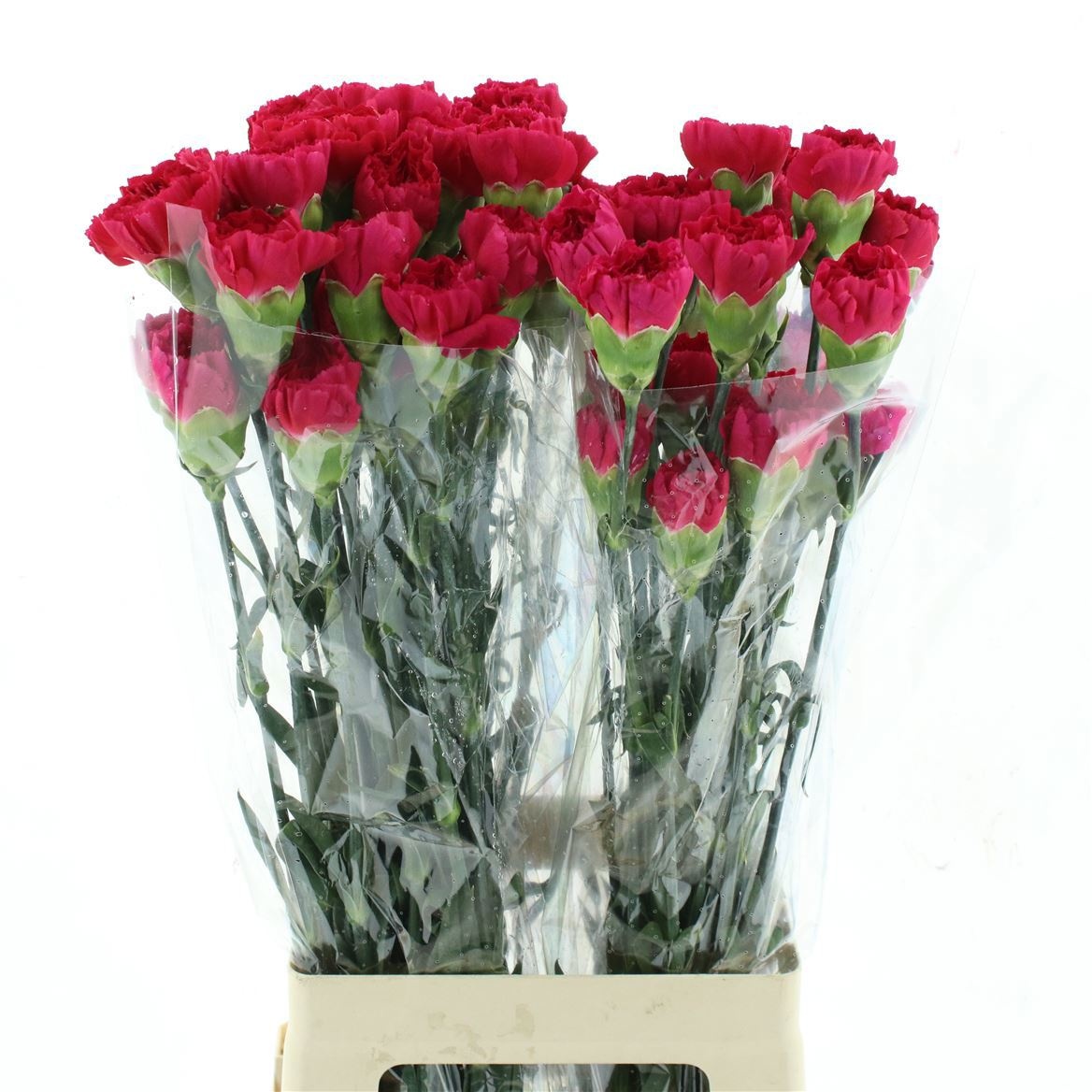 Dianthus St Bizet 70cm