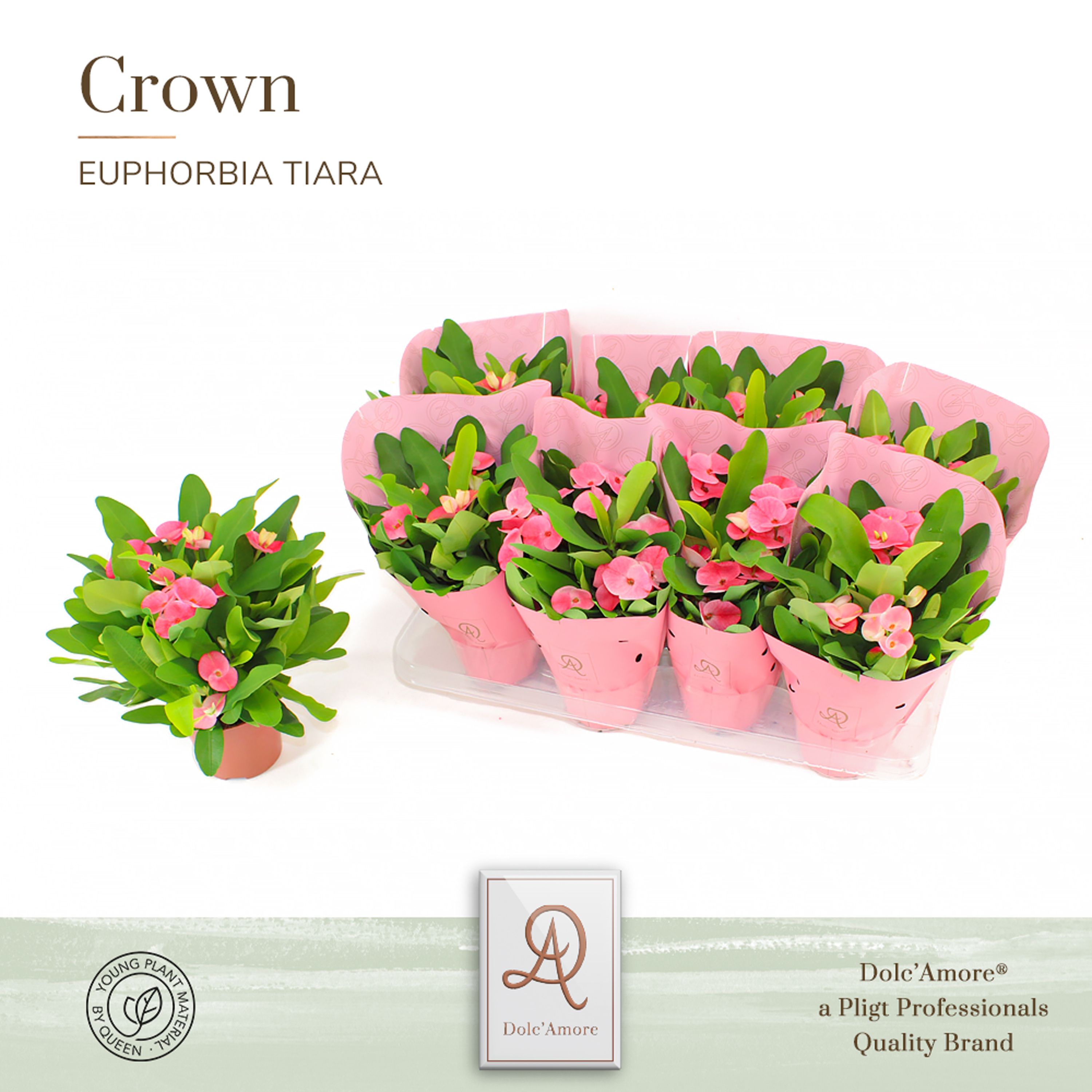 Euphorbia Tiara Alexandra P12 Dolc'amore® Crown Me