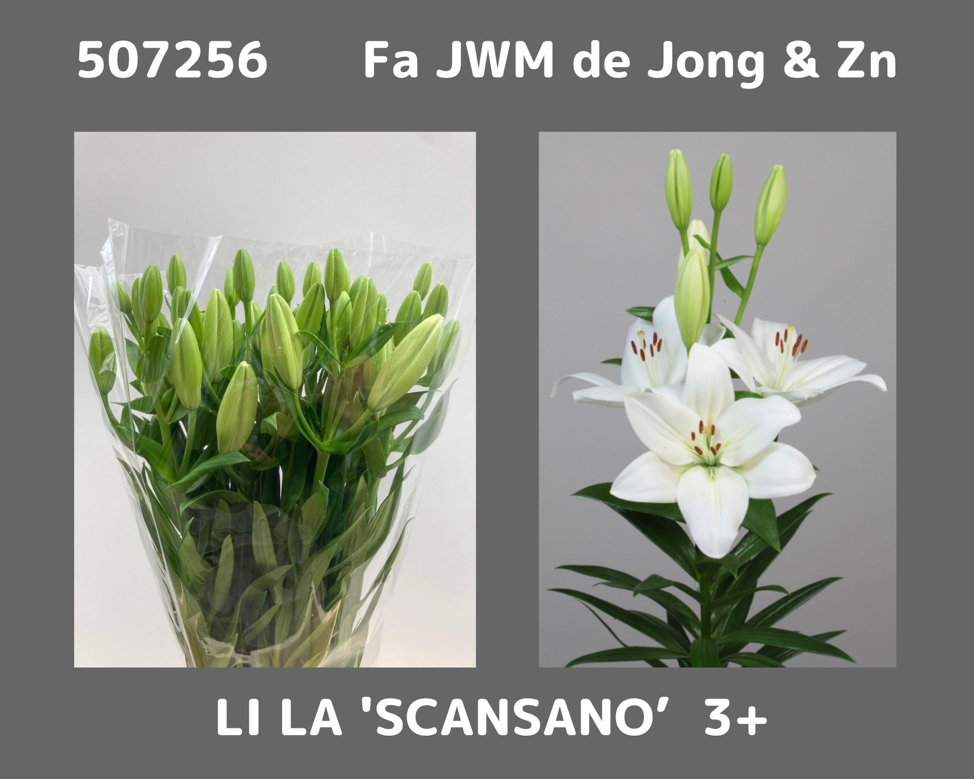 Lilium La Scansano 60cm 3/5bl