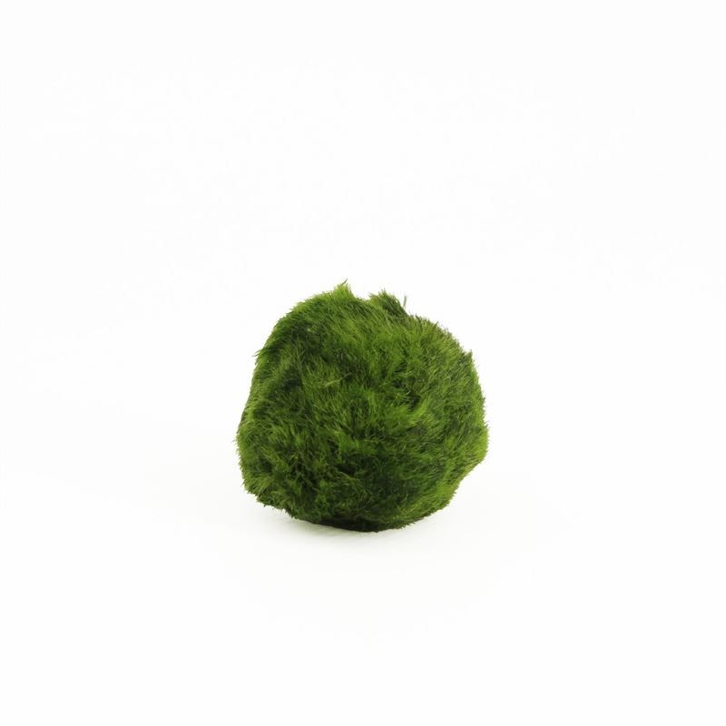 Chladophlora (mosbal) 3- (Los)