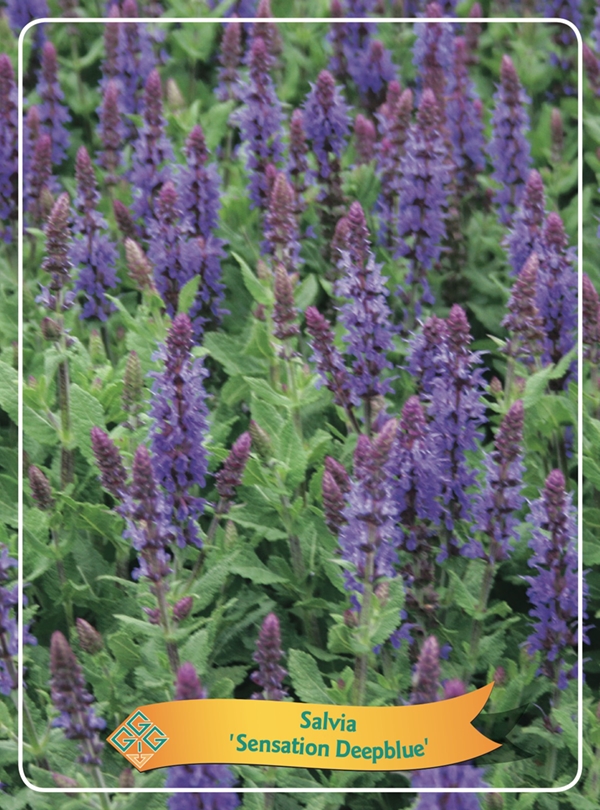 Picture of Salvia mix 6x10 srt. per shelve P11