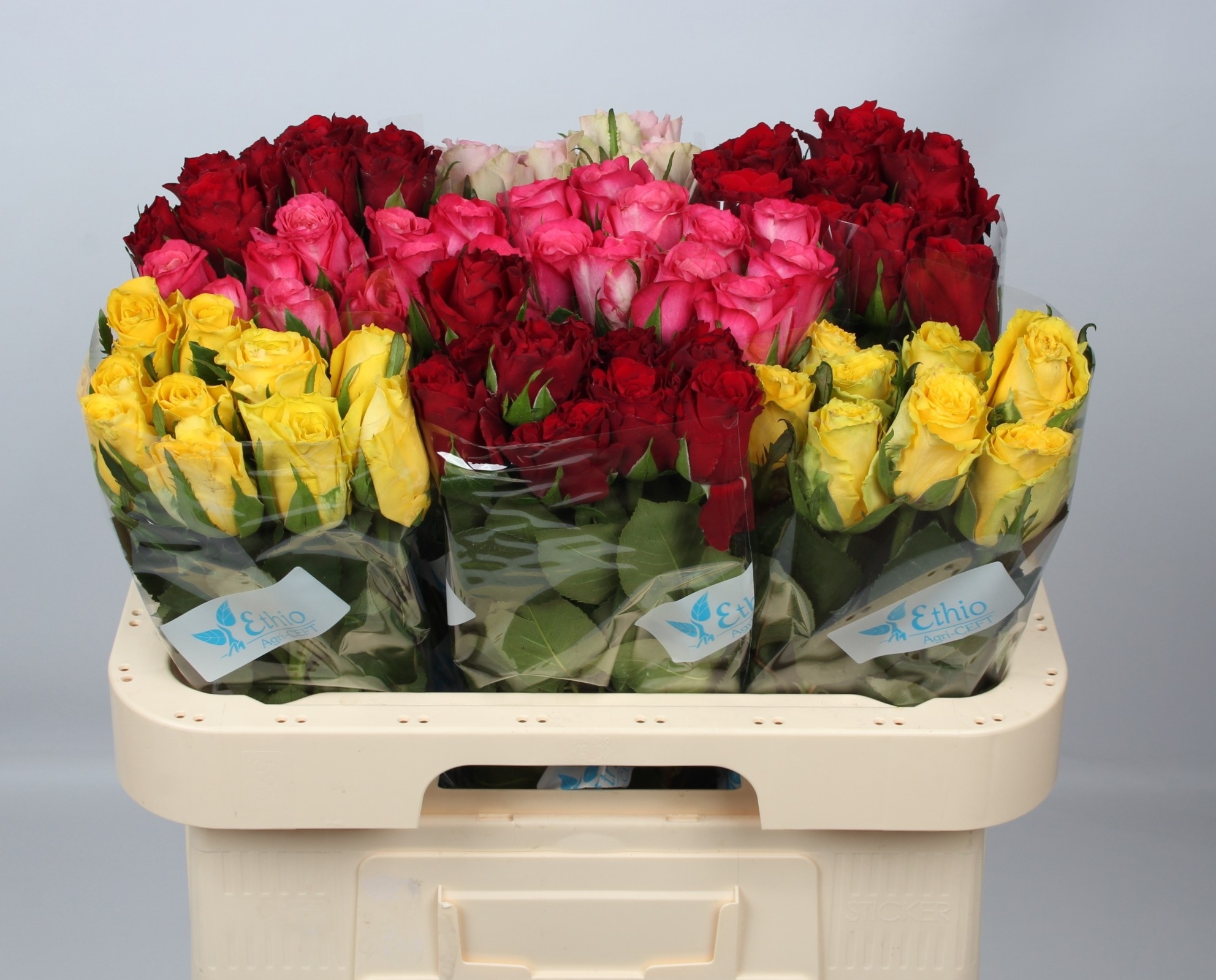 Rosa Mixed In Bucket 60cm