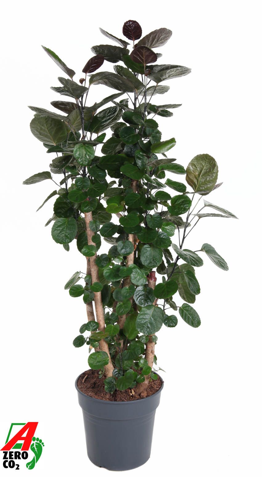 Polyscias 'Fabian' vertakt