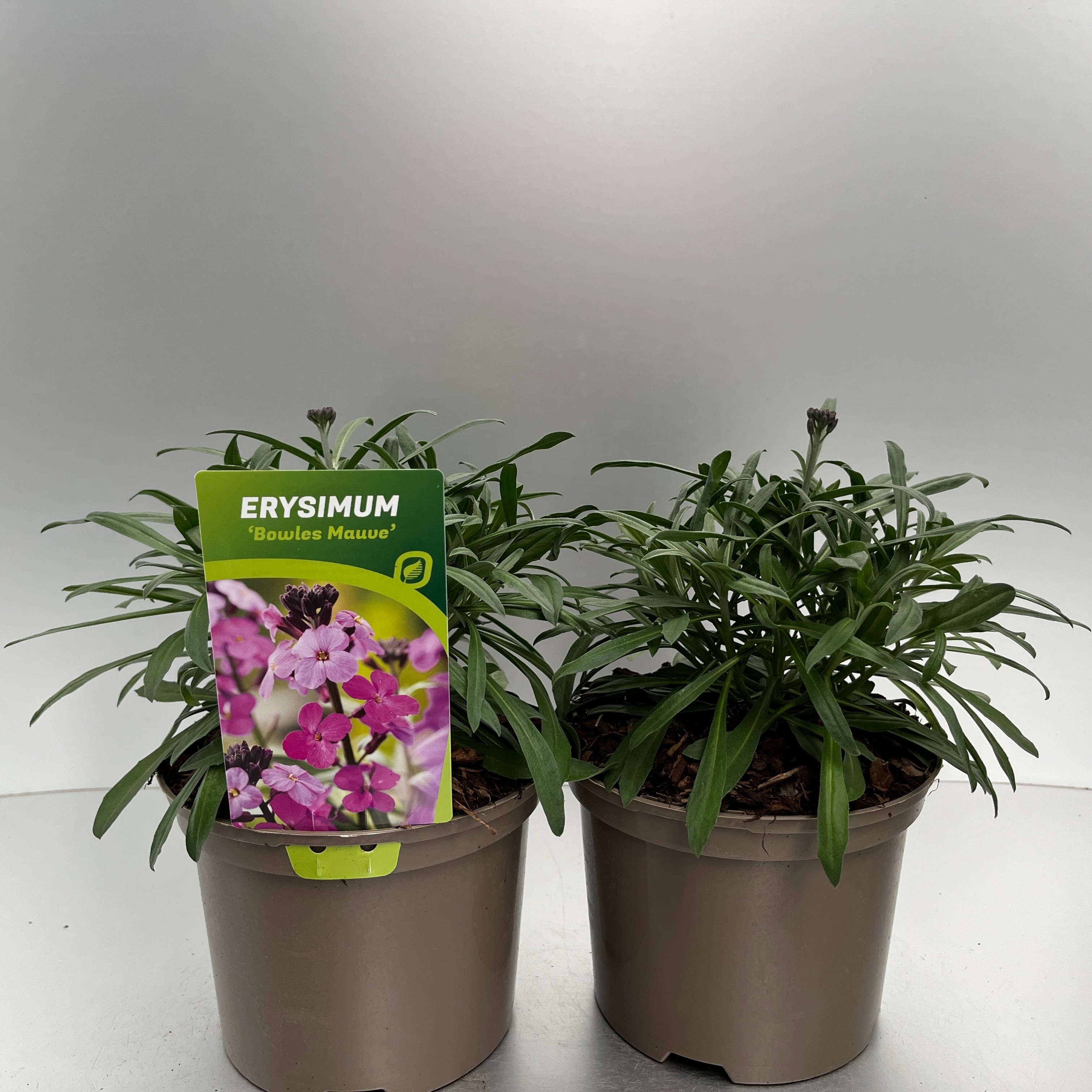 Picture of Erysimum Bowles Mauve P17 (2 Ltr)