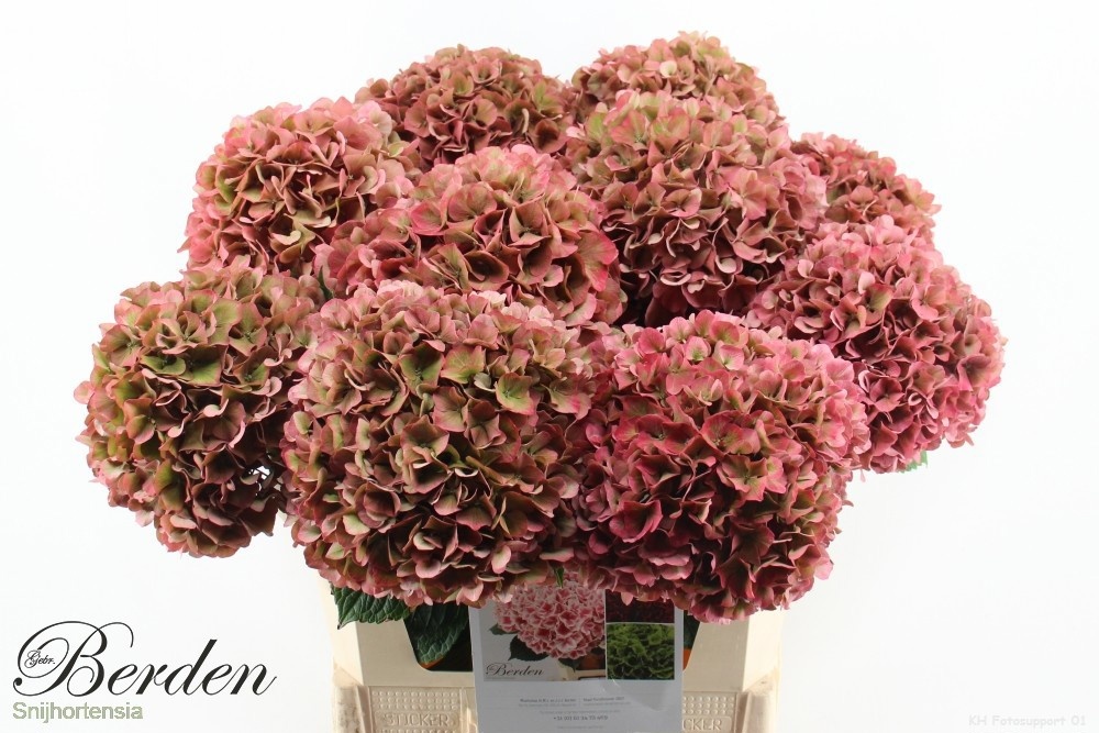 Hydrangea Glowing Alps Classic 80cm 20Ø