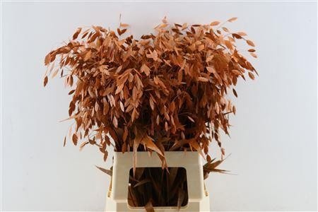 Dried/preserved Flowers Misc 70cm