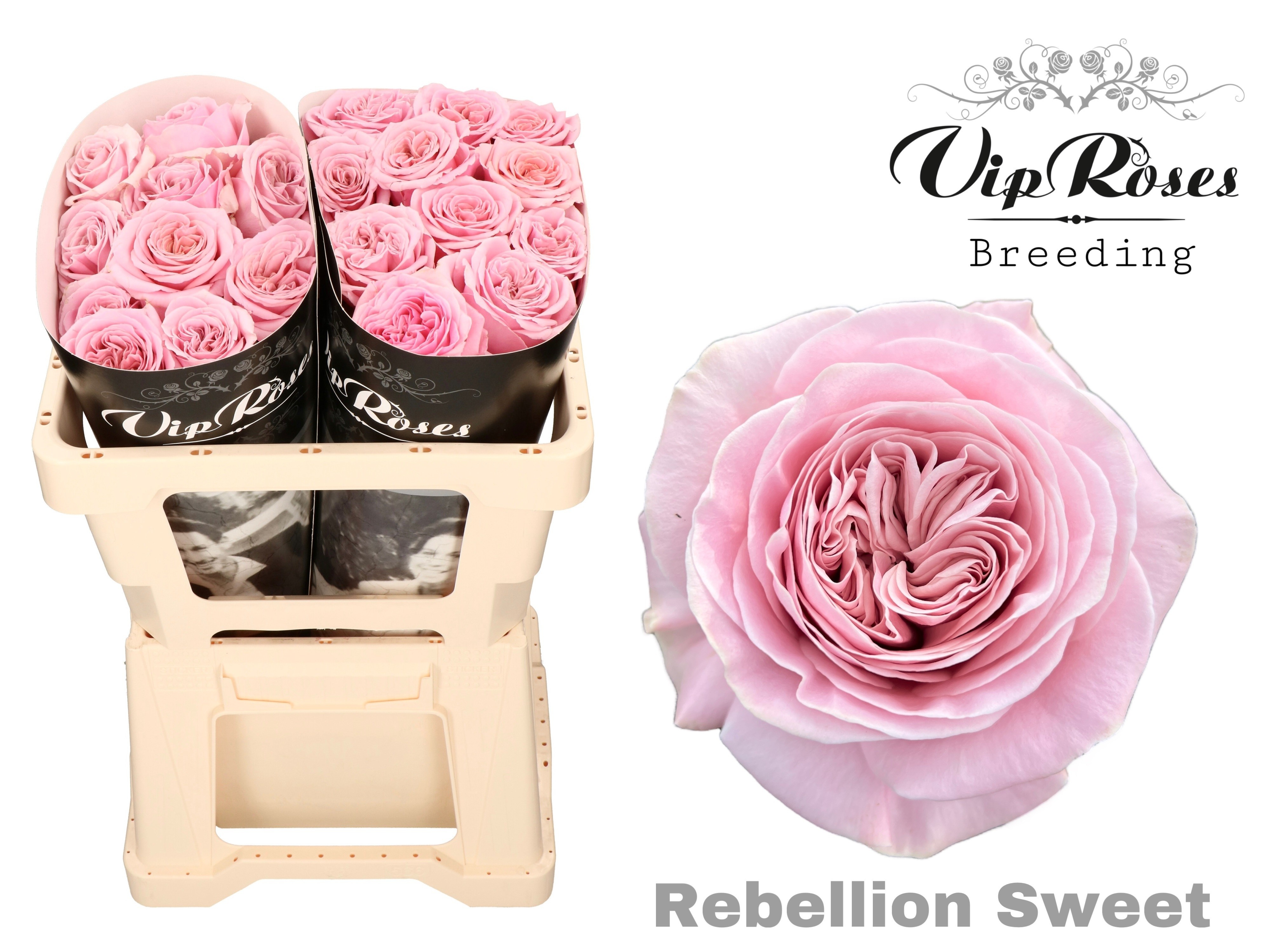 R Gr Rebellion Sweet