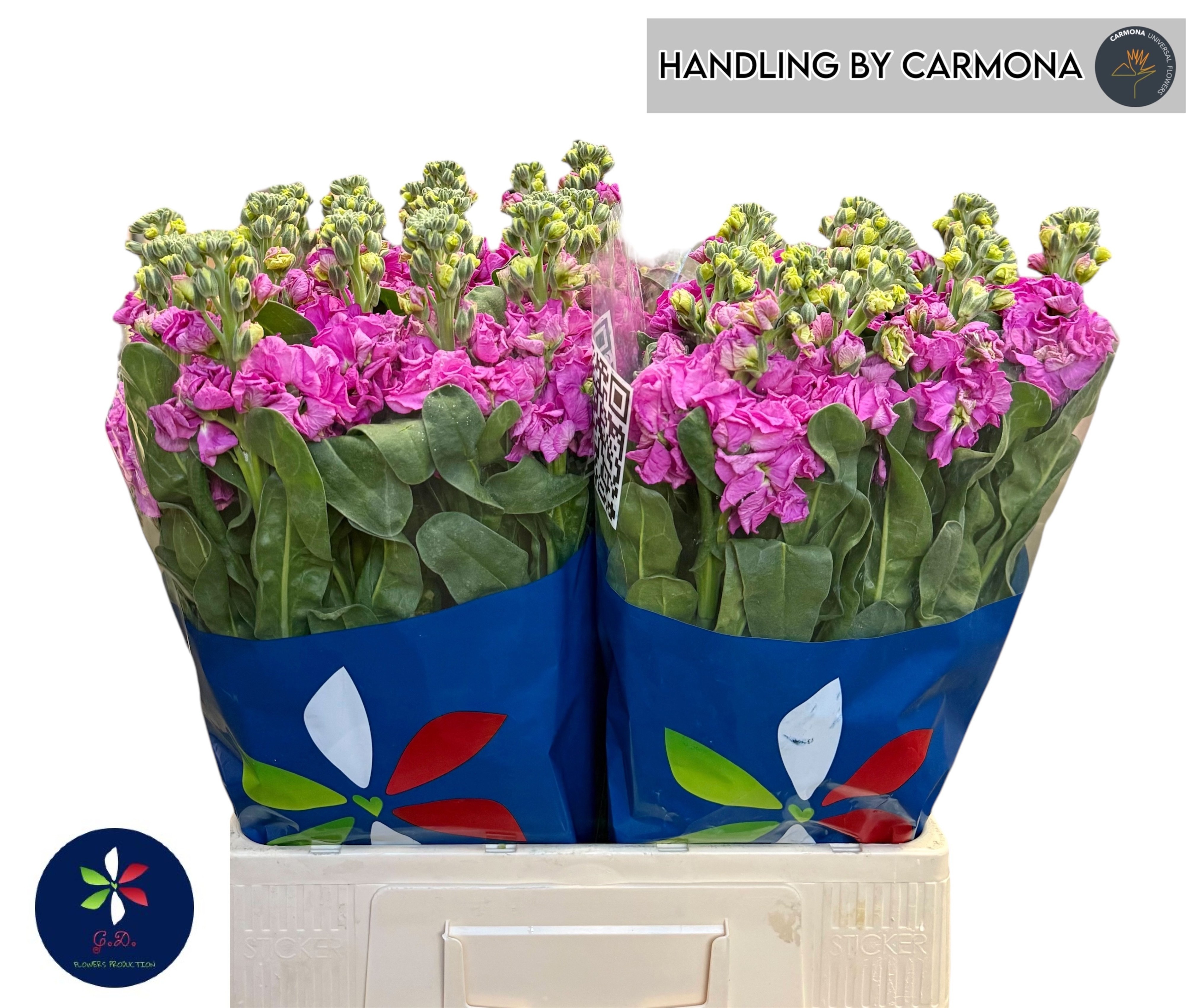 Matthiola Iron Cerise 60cm
