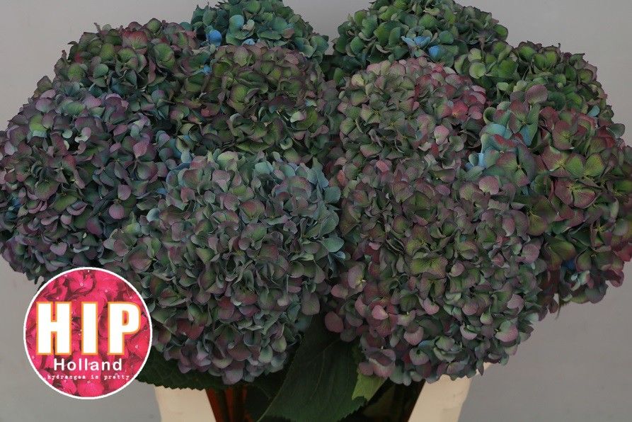 Hydrangea Pimpernel Classic 80cm 24Ø
