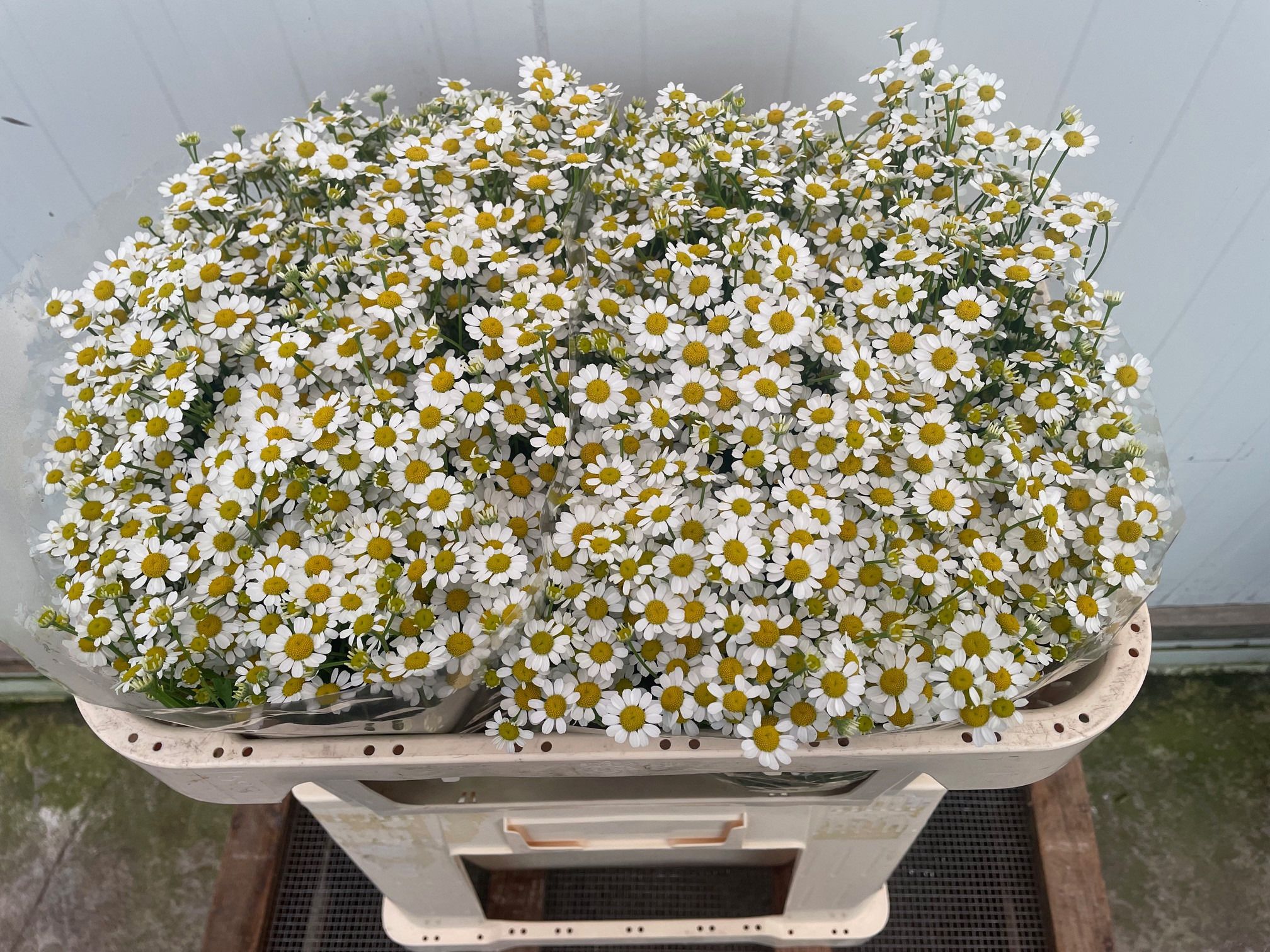 Tanacetum Cameron 60cm