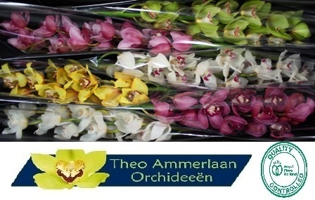 Cymbidium Asst 13bl