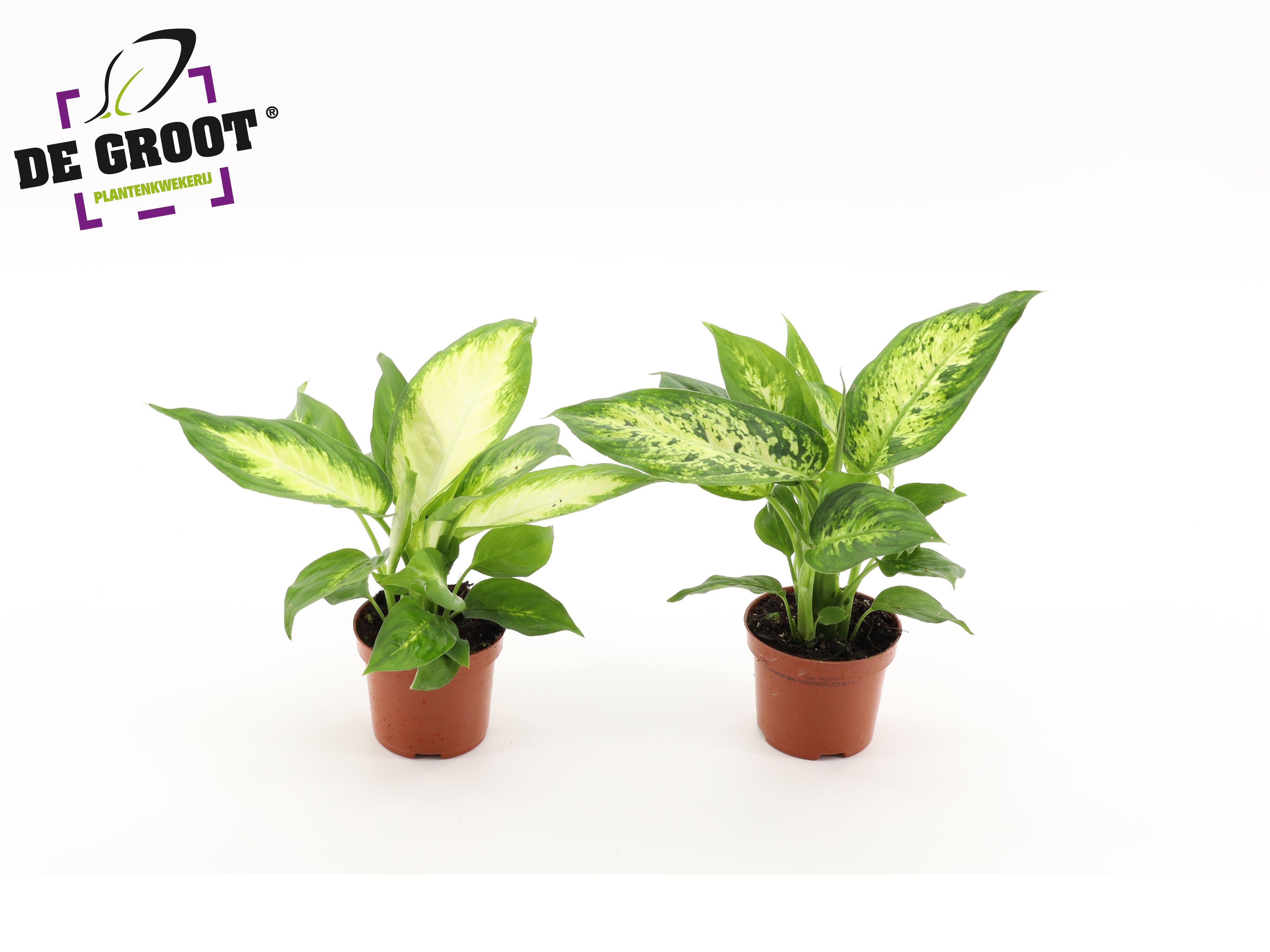 Dieffenbachia Mix