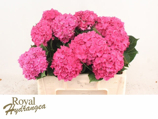 Hydrangea Rodeo Dark Pink 50cm 14Ø