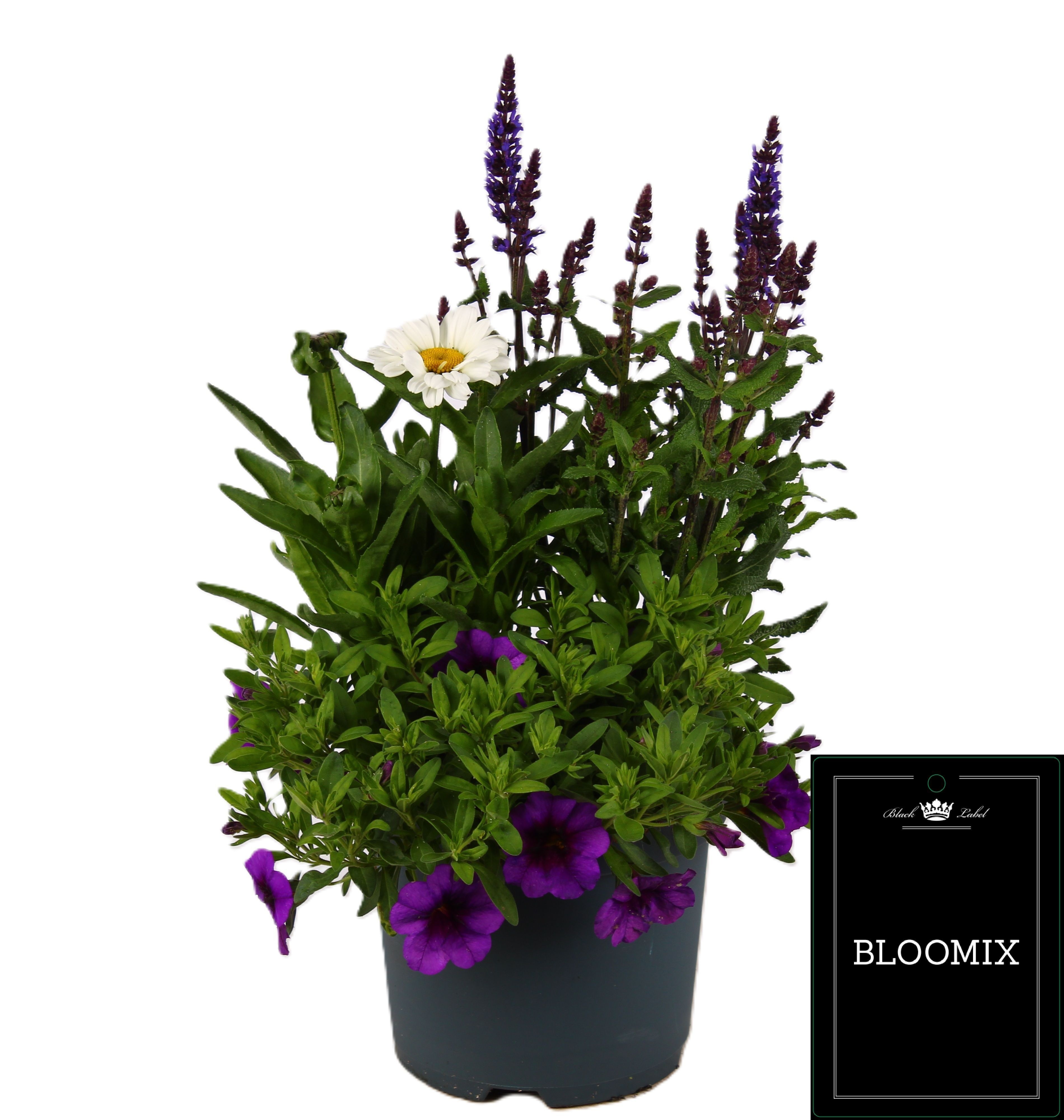 Picture of Bloomix mix