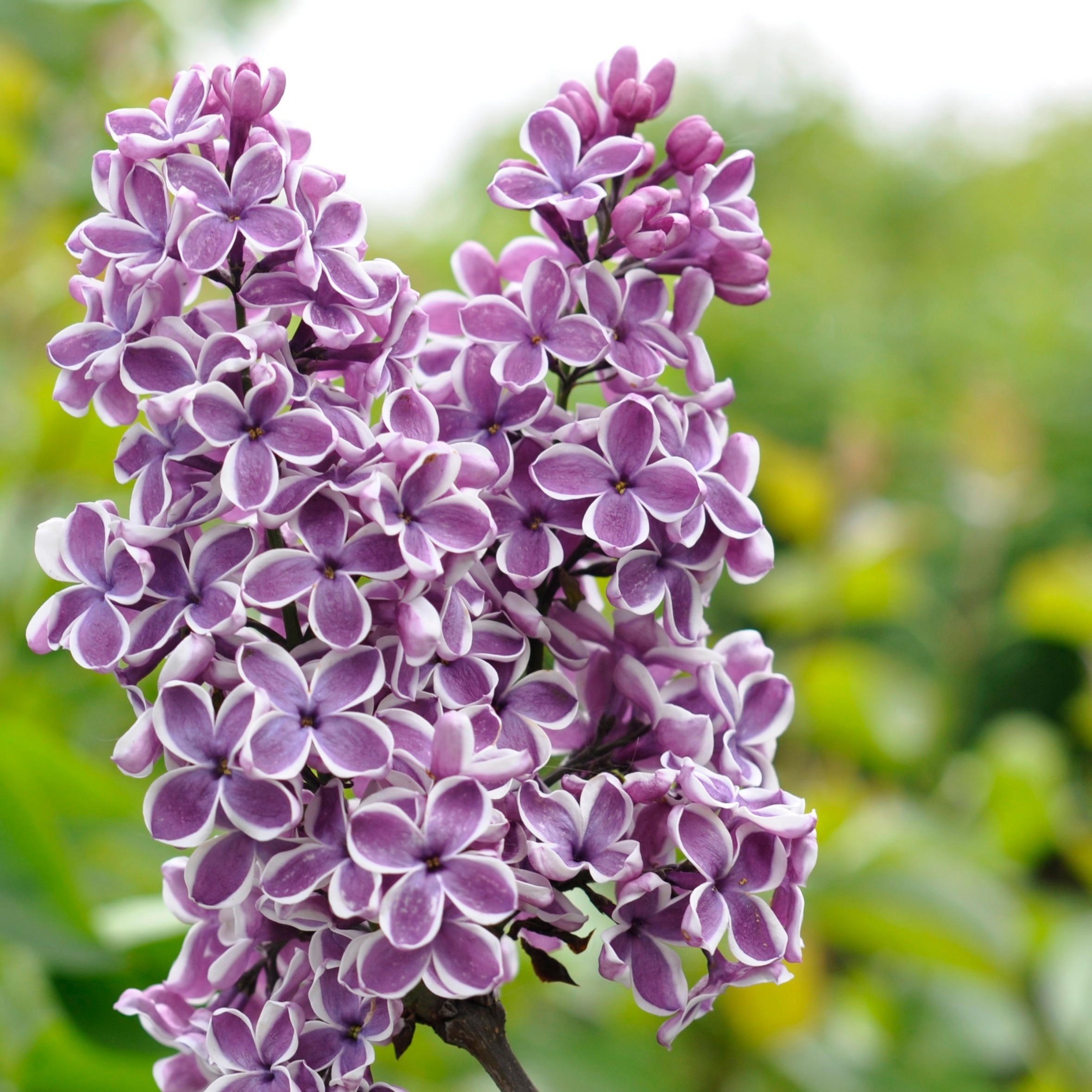 Syringa vul. Sensation stam 60, 2-jarig