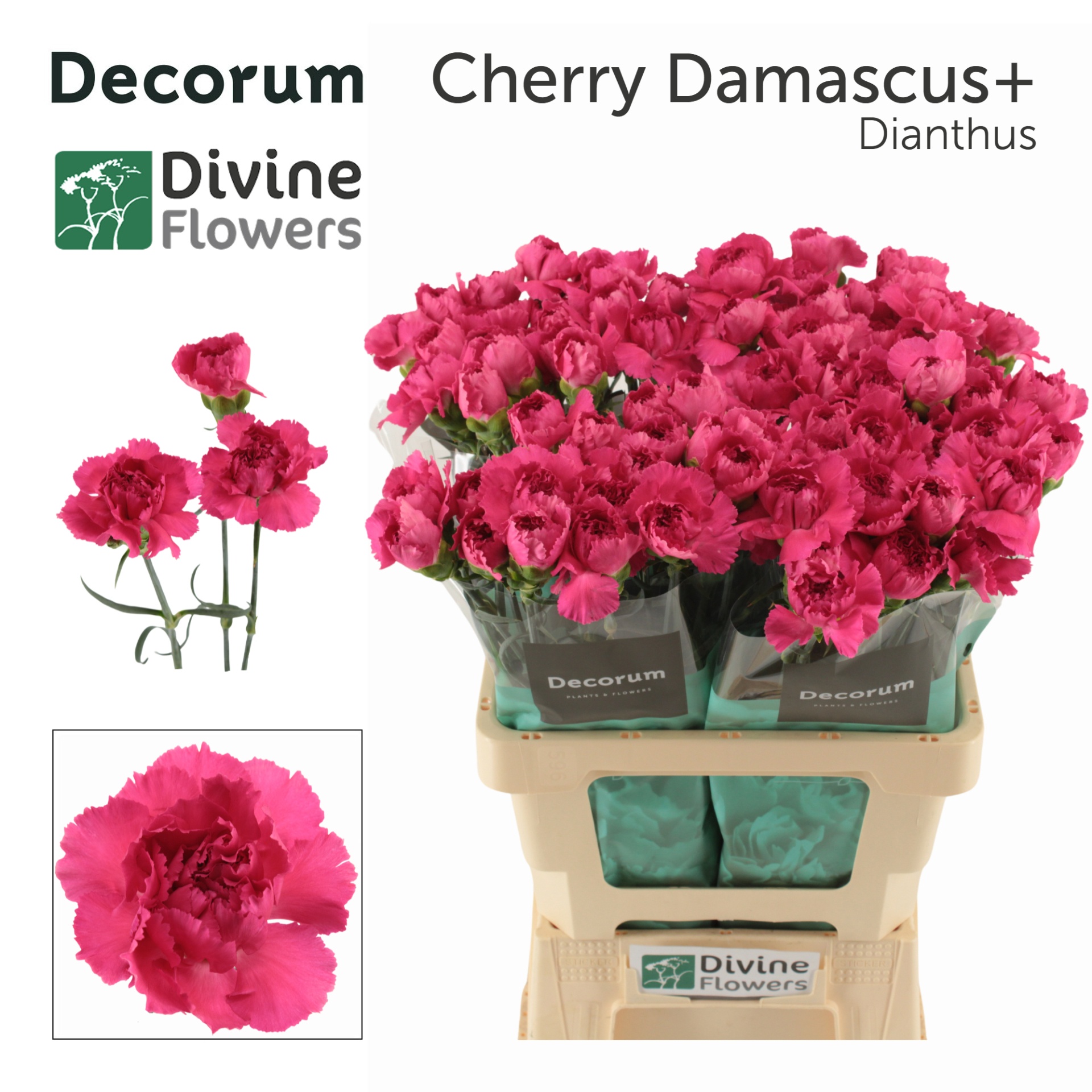 Dianthus Cherry Damasc+ 60cm