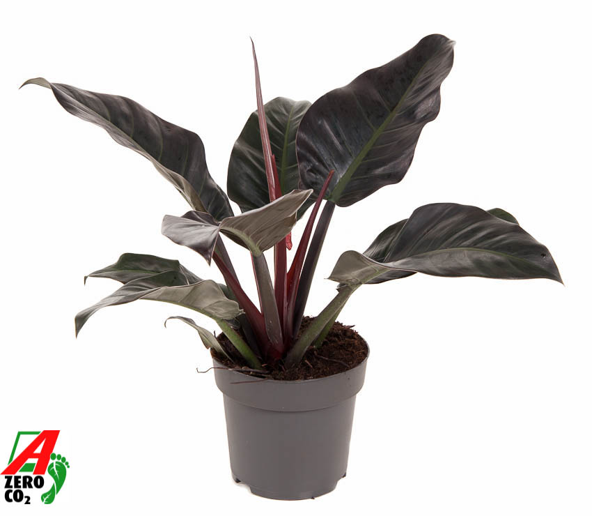 Picture of Philodendron Imperial Red P24 70CM (LOOSE)