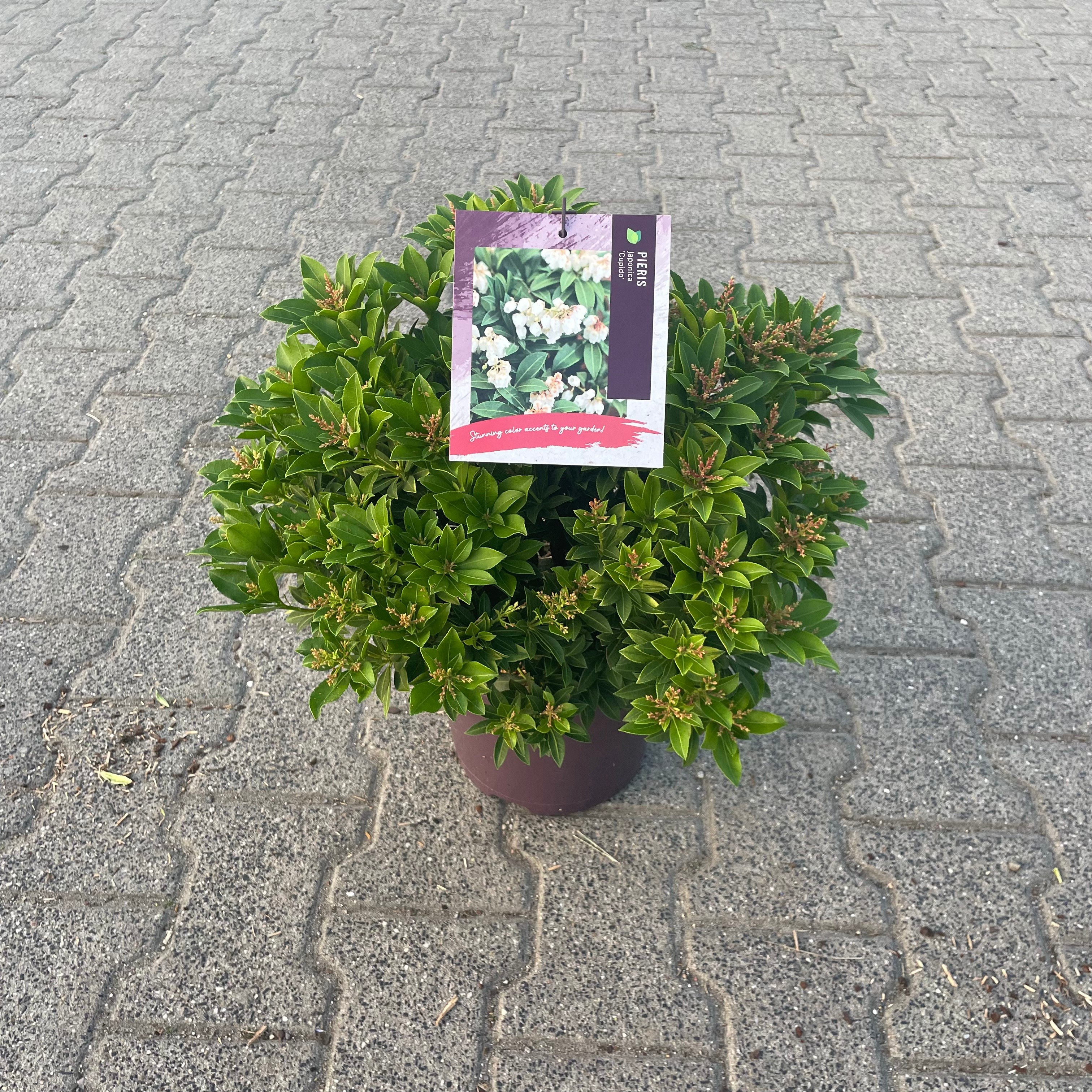 Pieris japonica 'Cupido'