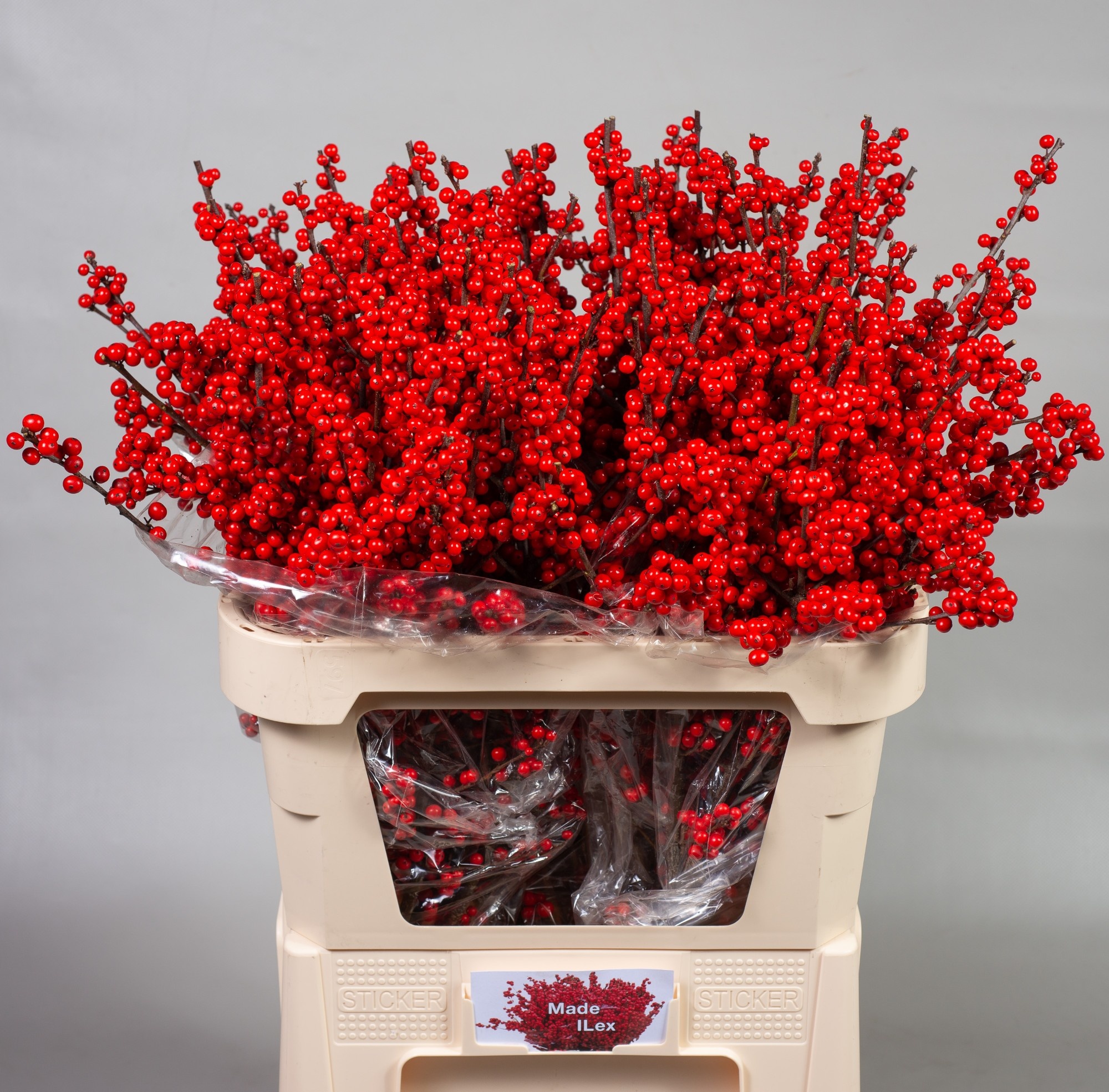 Ilex Verticlilata 80cm