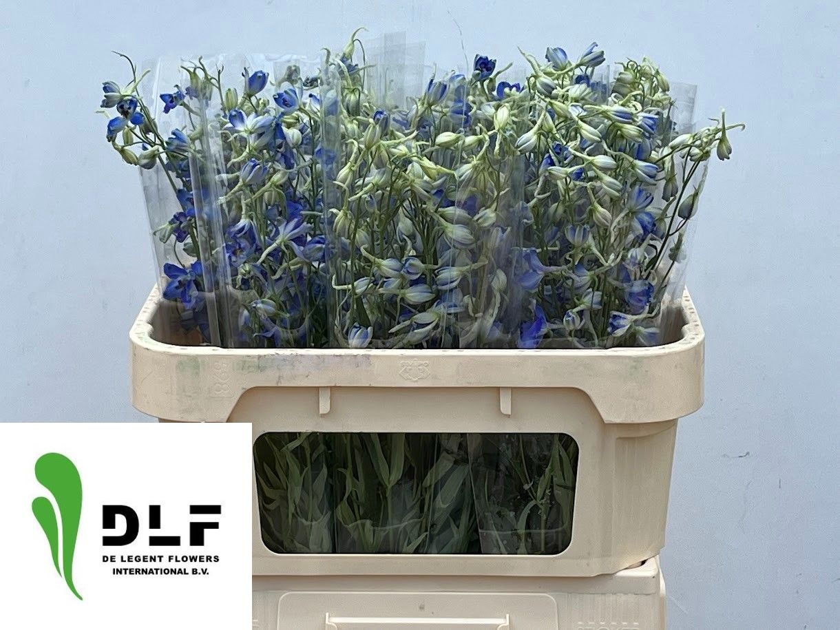 Delphinium Volkenrfrieden 70cm