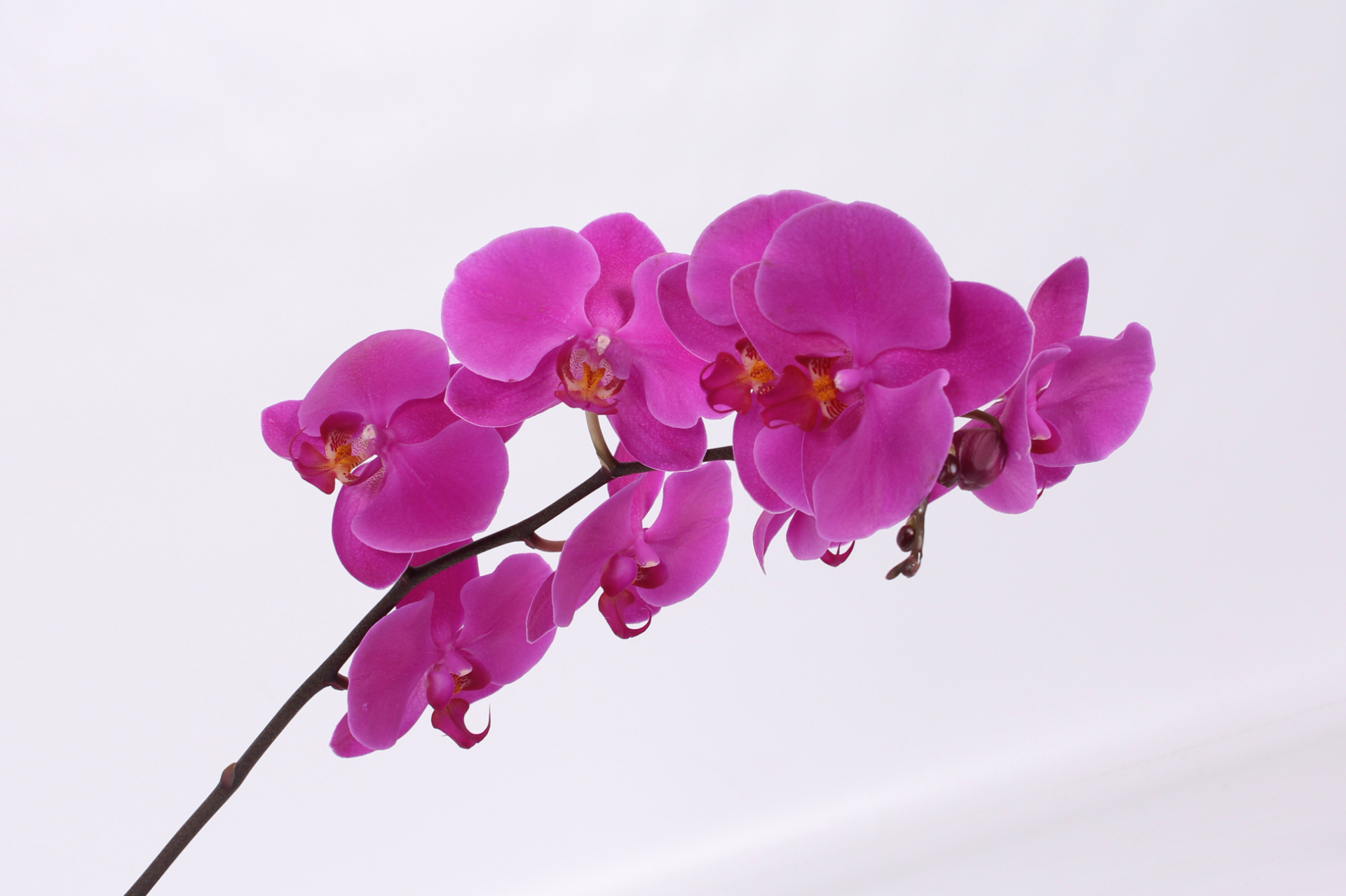 Phal T An Chiangmai