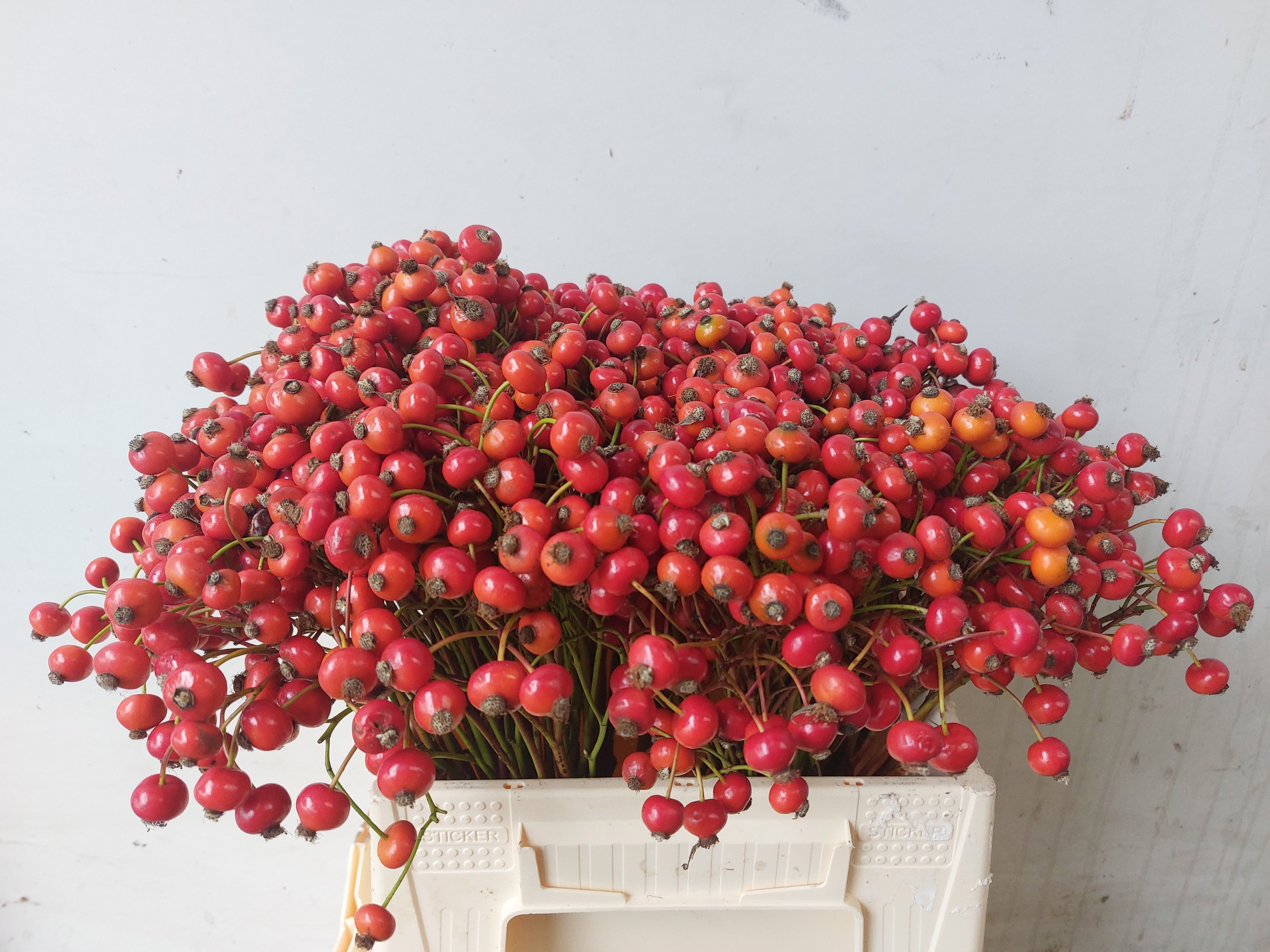 Rosehips Amazing Fantasy 40cm