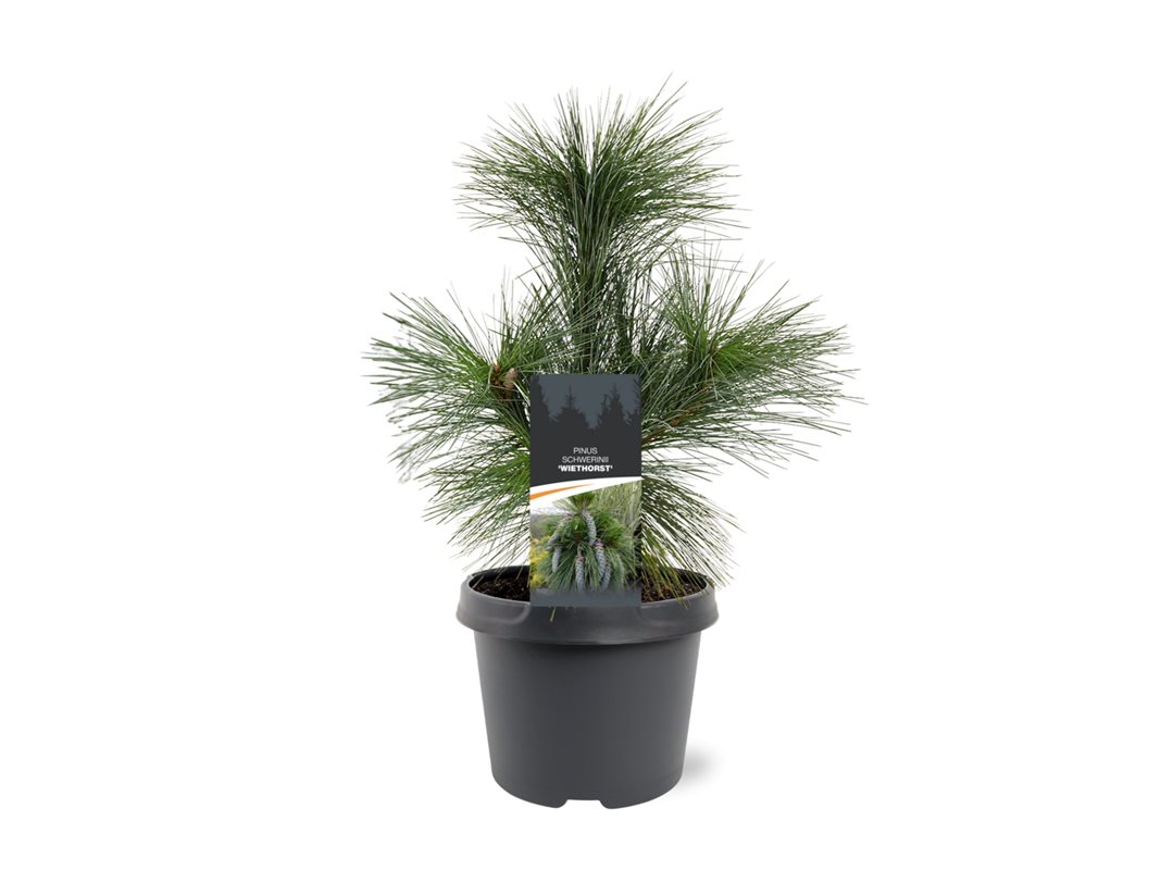 Picture of Pinus schwerinii Wiethorst P19 (3 Ltr) (LOOSE)