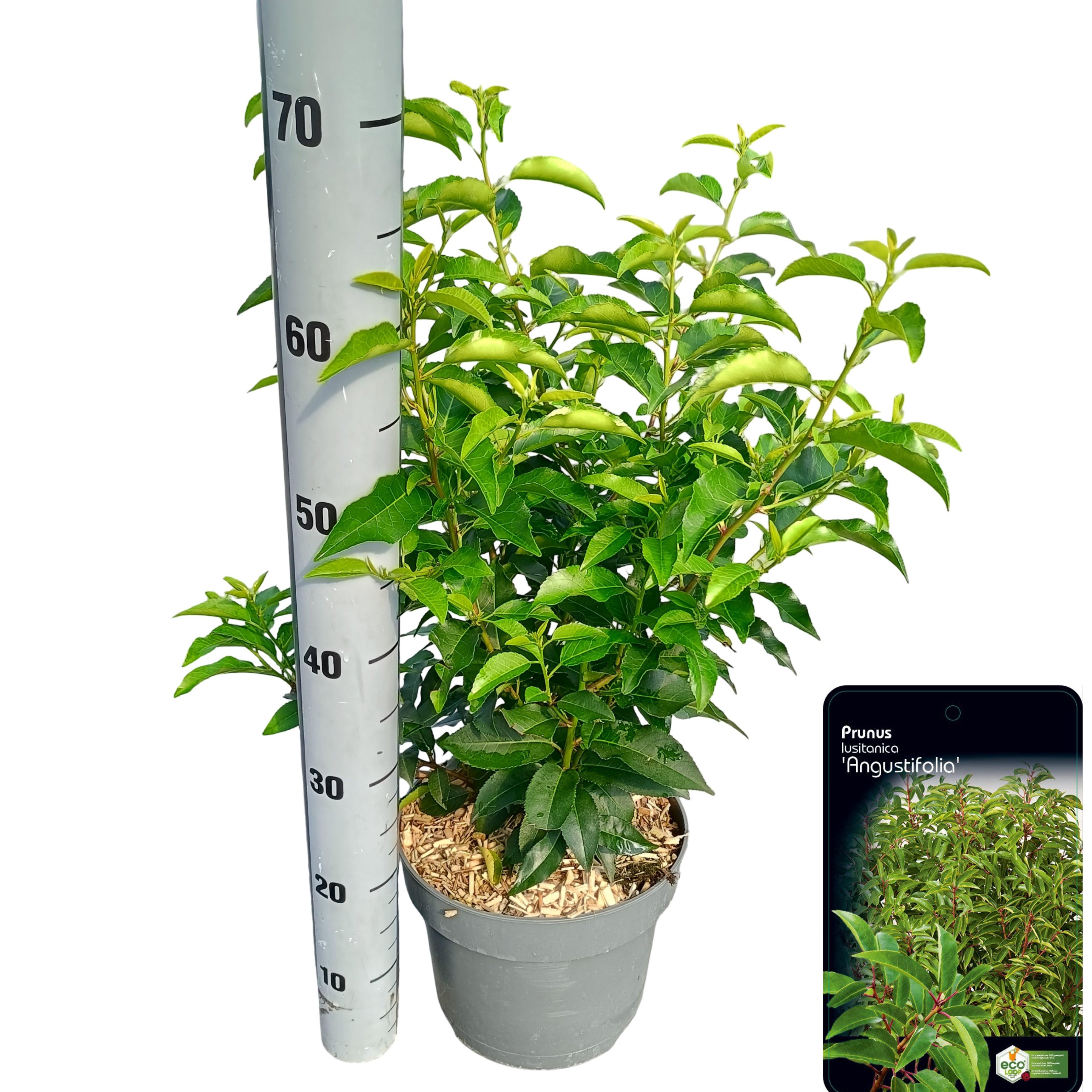 Picture of Prunus lusitanica Angustifolia C5