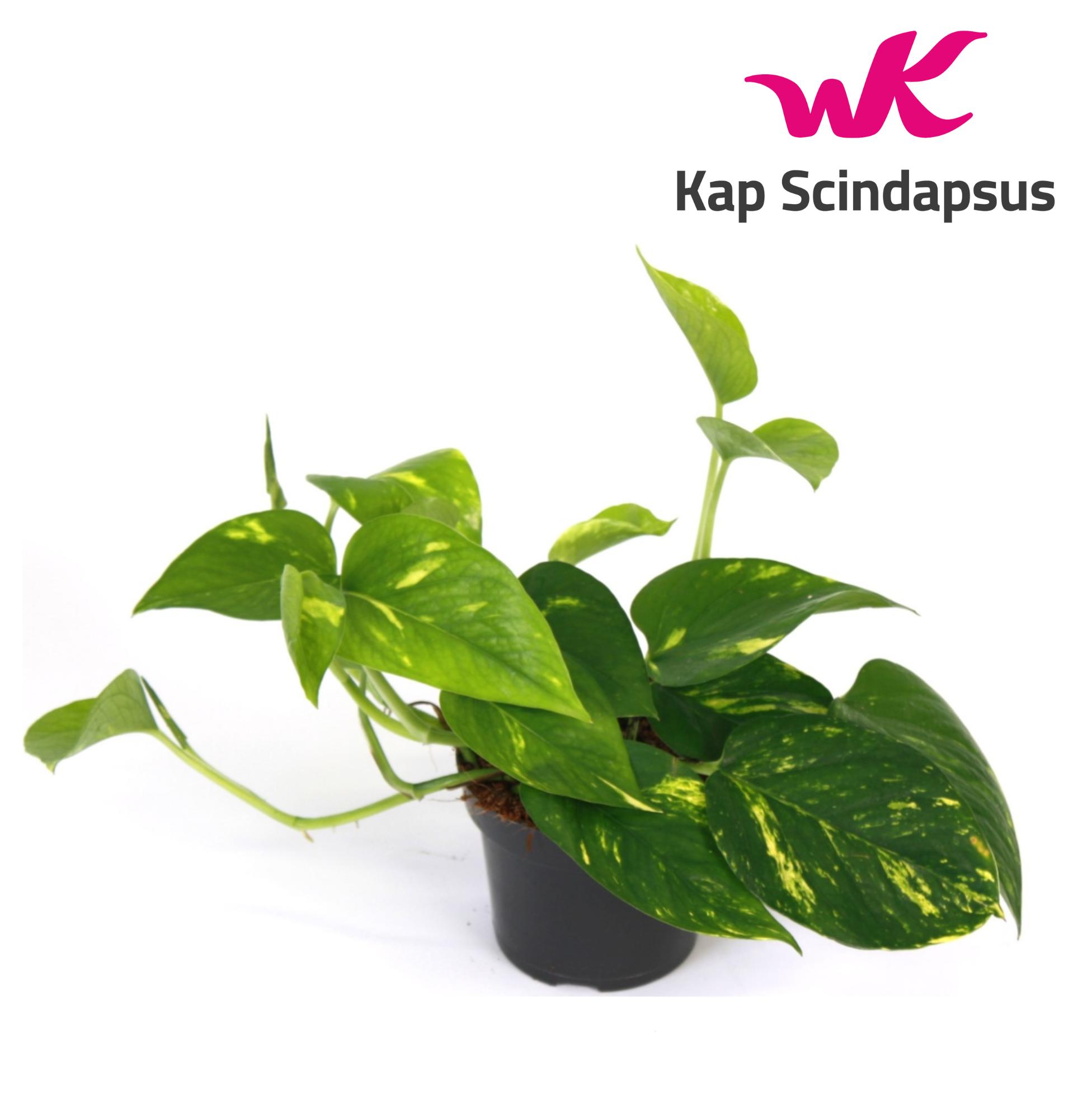 Picture of Scindapsus (Epipremnum) Aureum P12 25CM