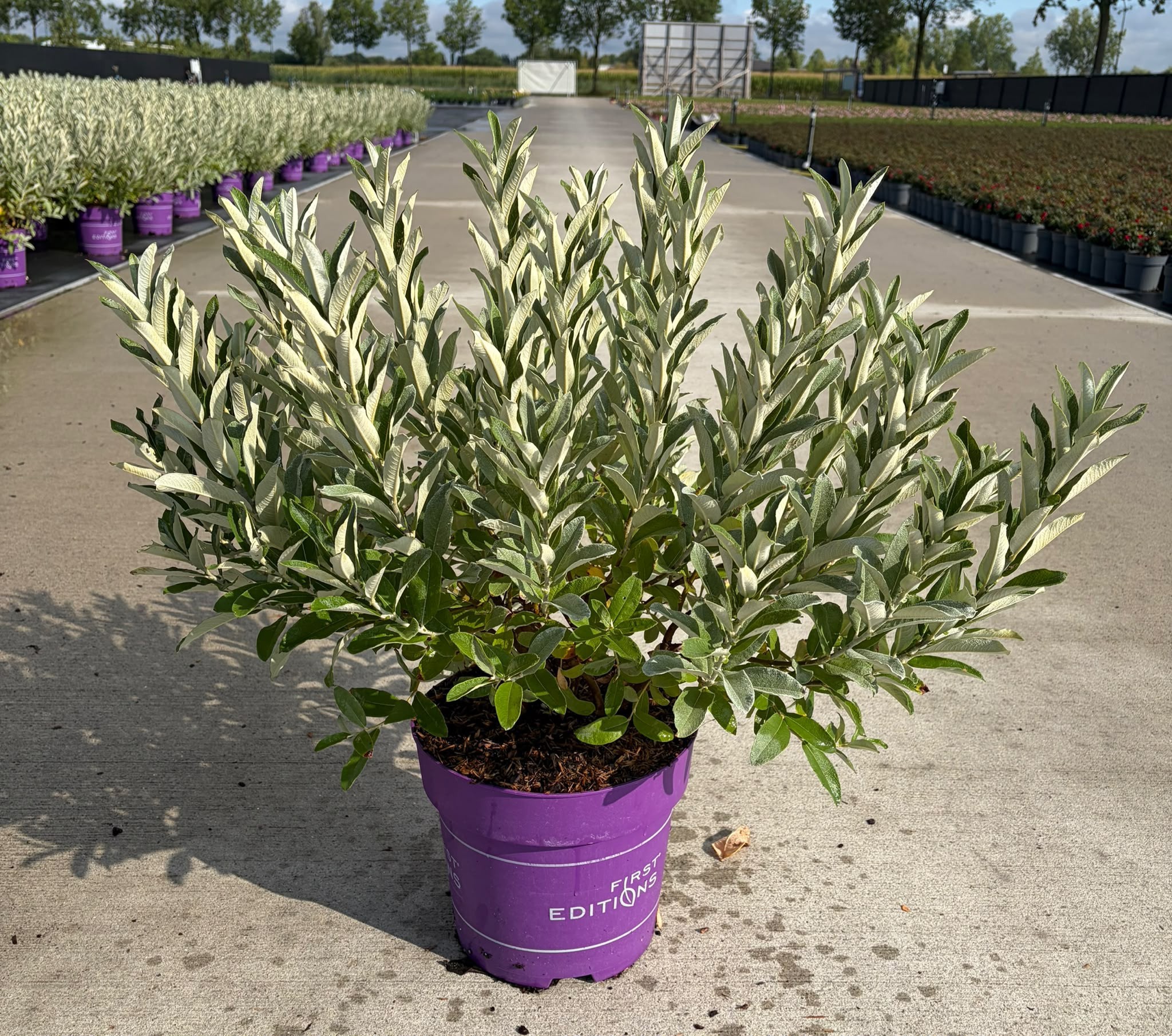 Salix candida Iceberg Alley® ('Jefberg')