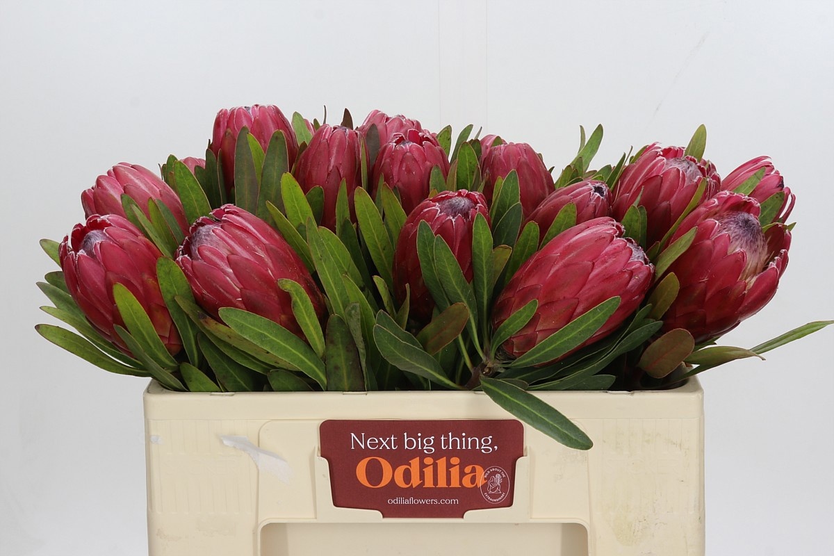Protea Red Ice 50cm