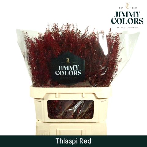 Thlaspi Gekleurd Red