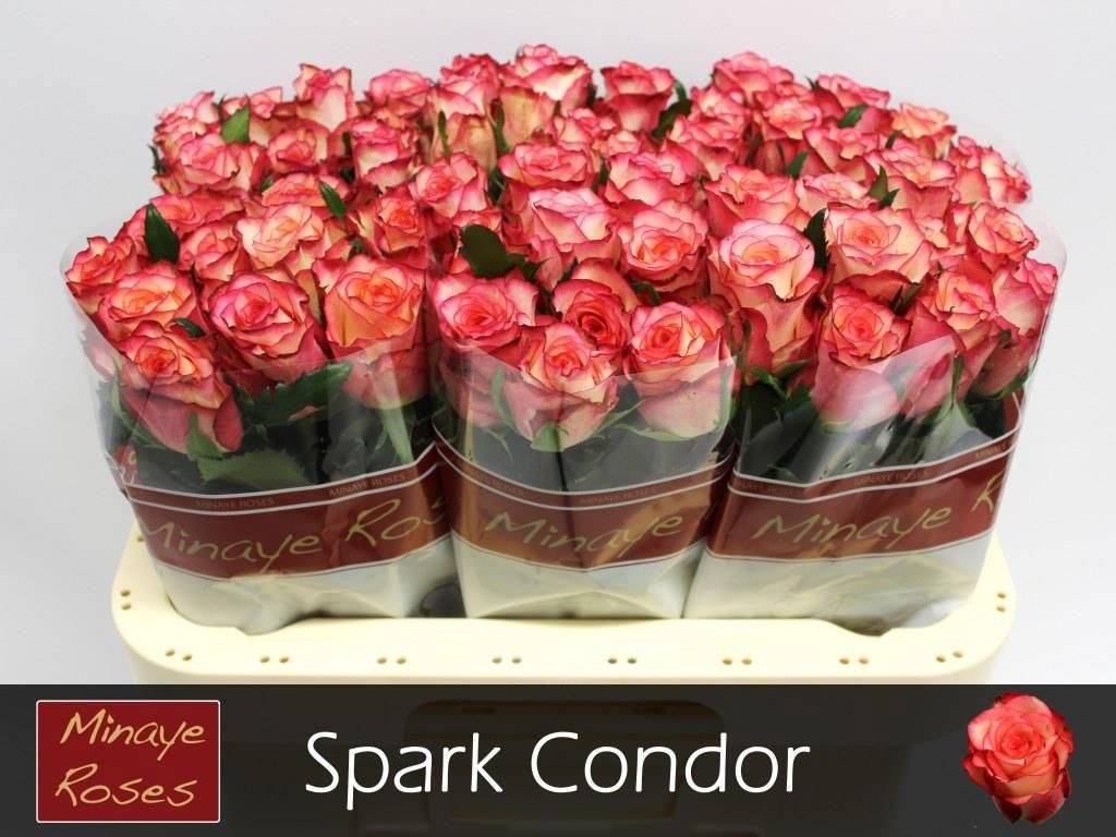 R Gr Spark Condor
