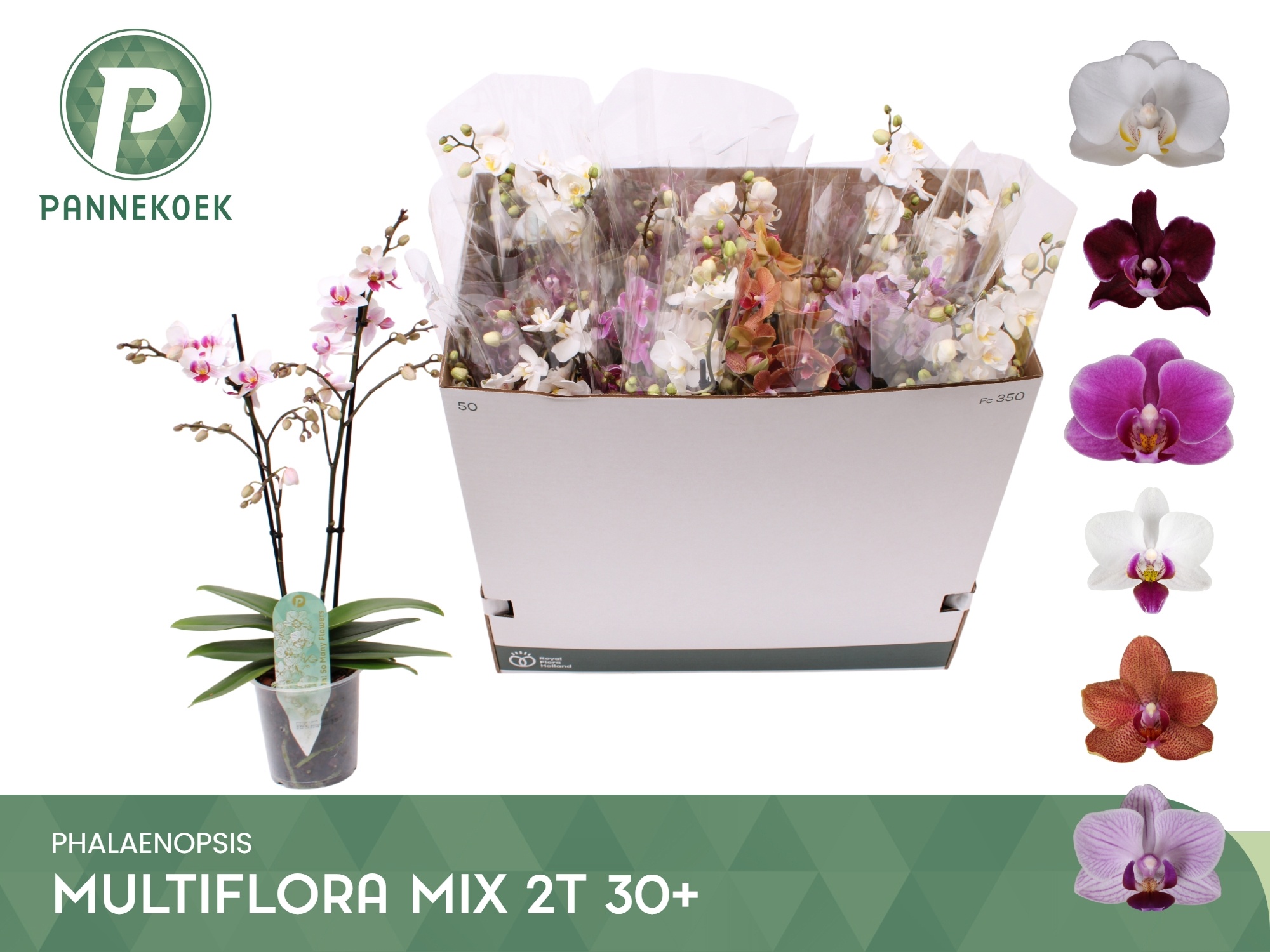 Phal Mf Gem 6 Kl 12P 55H 2TAK 30bloem 23bloei