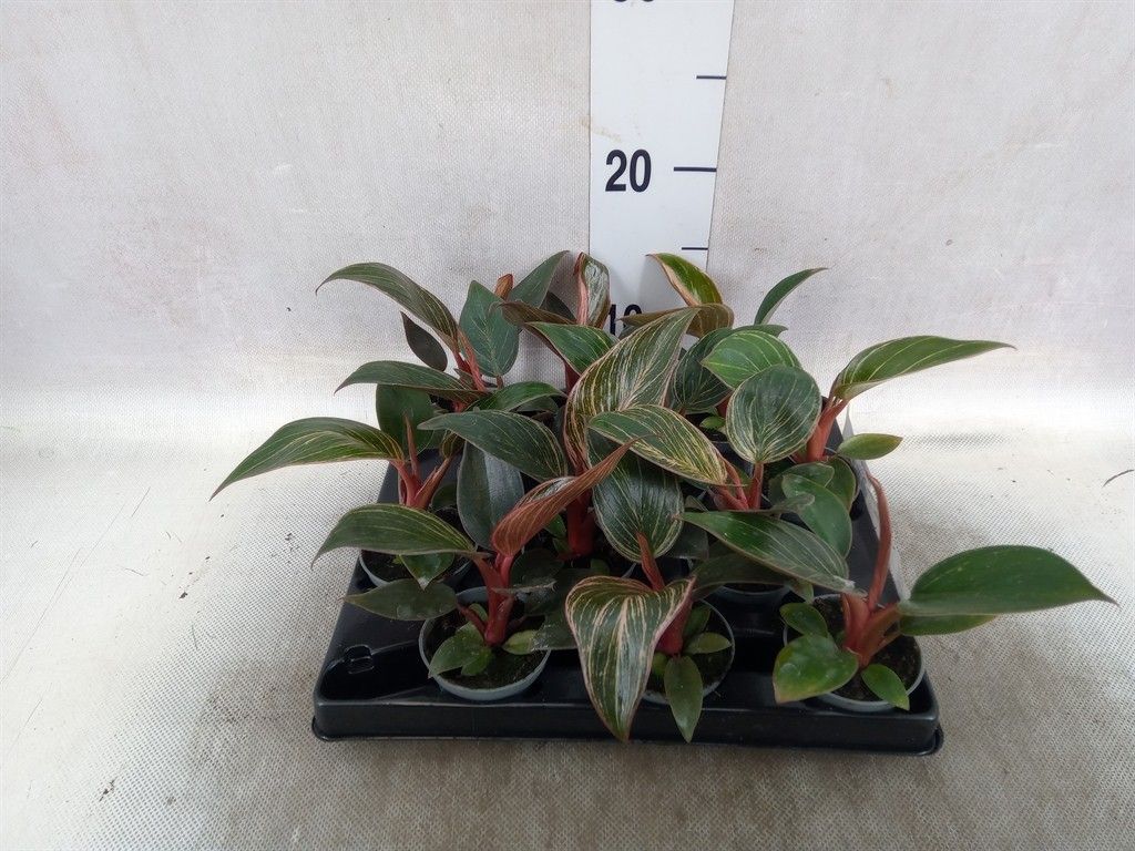 philodendron stützen Philodendron sodiroi – Kletter-Philodendron mit silbrigen Flecken main image 1