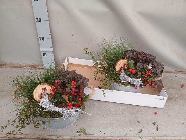 Arr Tuinplanten 25P 25cm