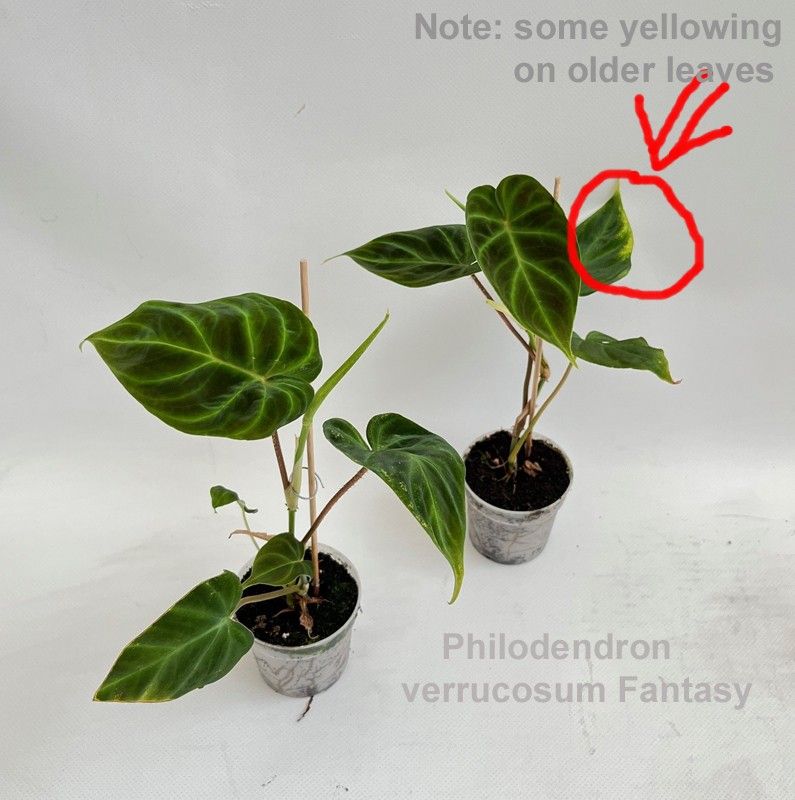 philodendron syngonium Syngonium podophyllum Plum Allusion houseplant main image 1