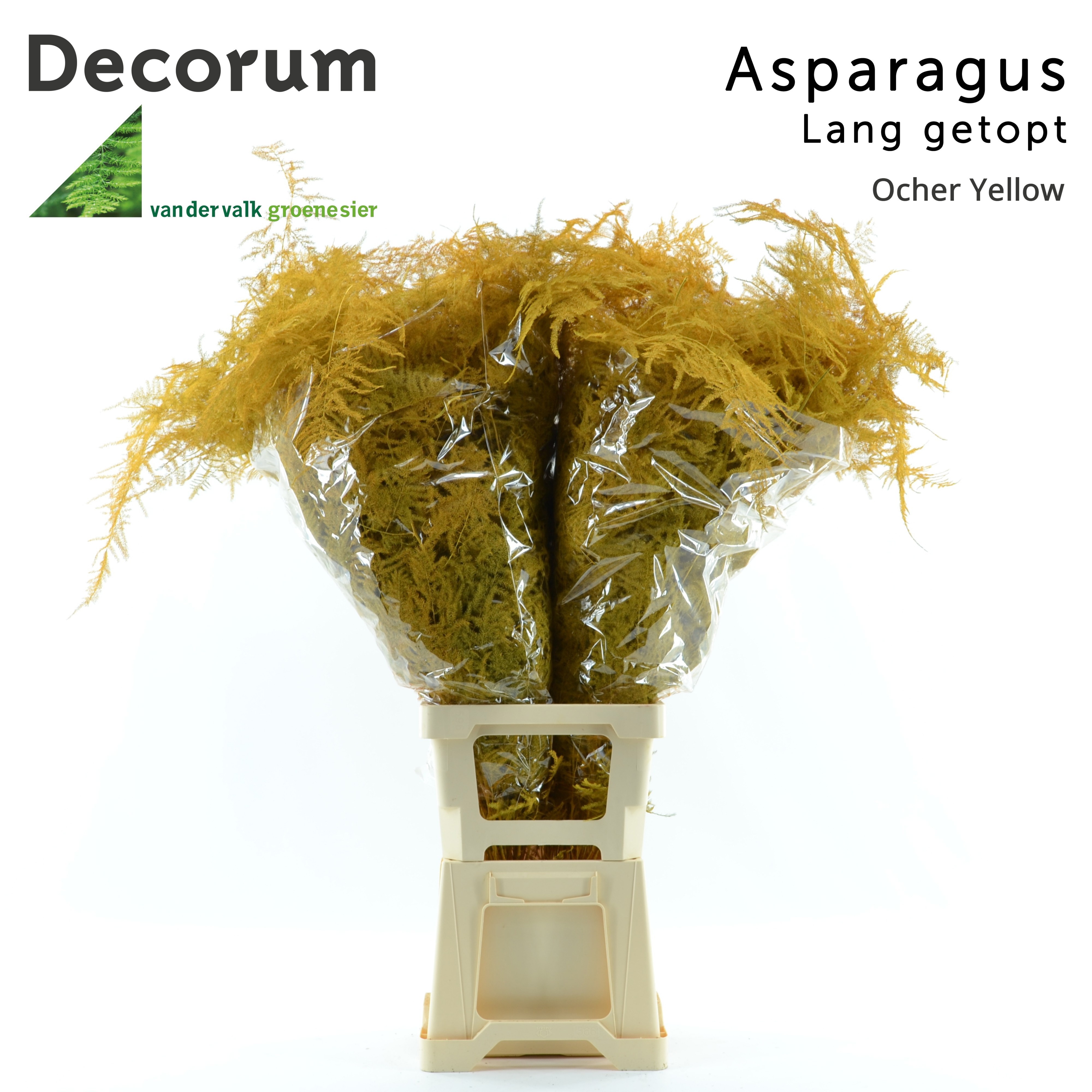 Asparagus Painted 80cm