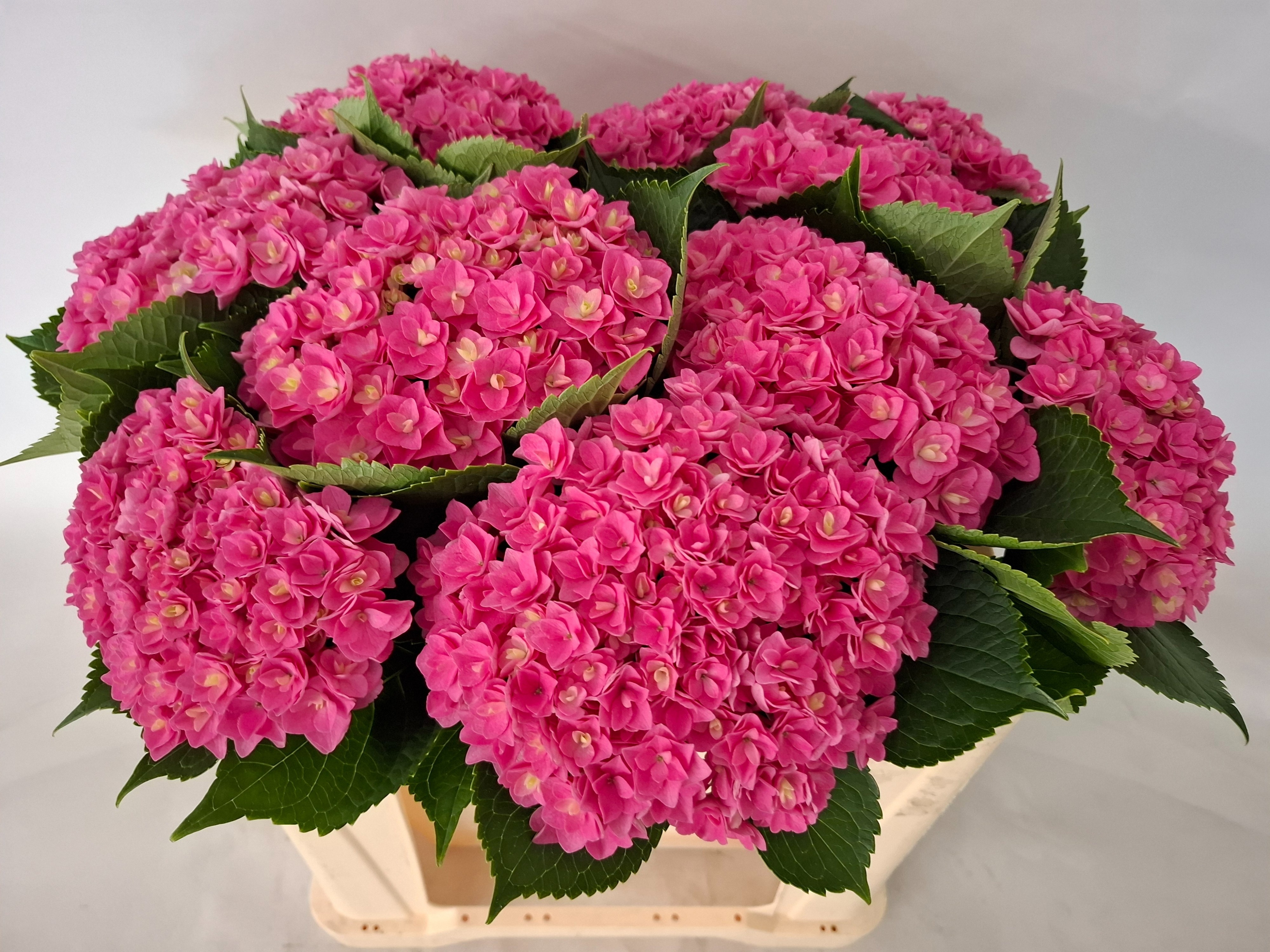 Hydrangea Royal Kiss 50cm 17Ø