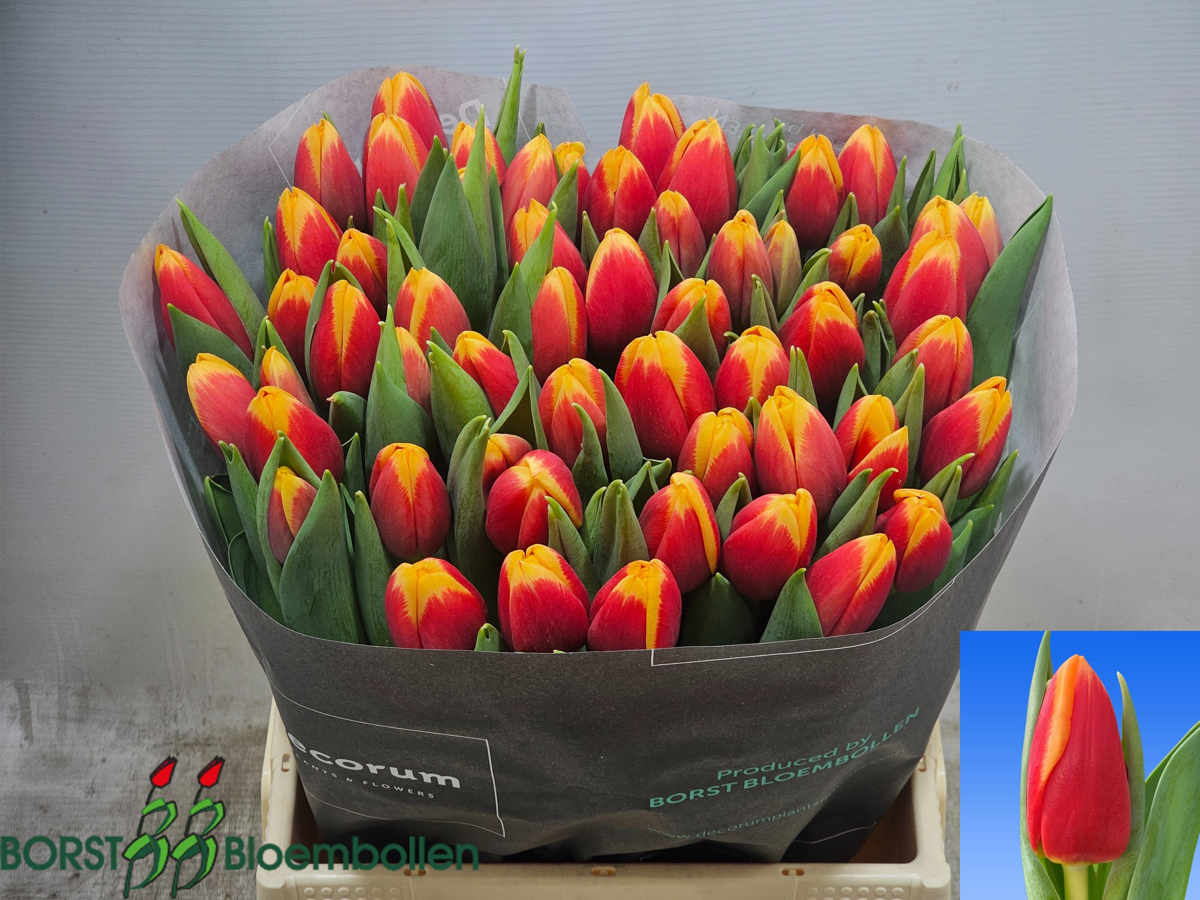 Tulipa Spirit 40cm 40gram