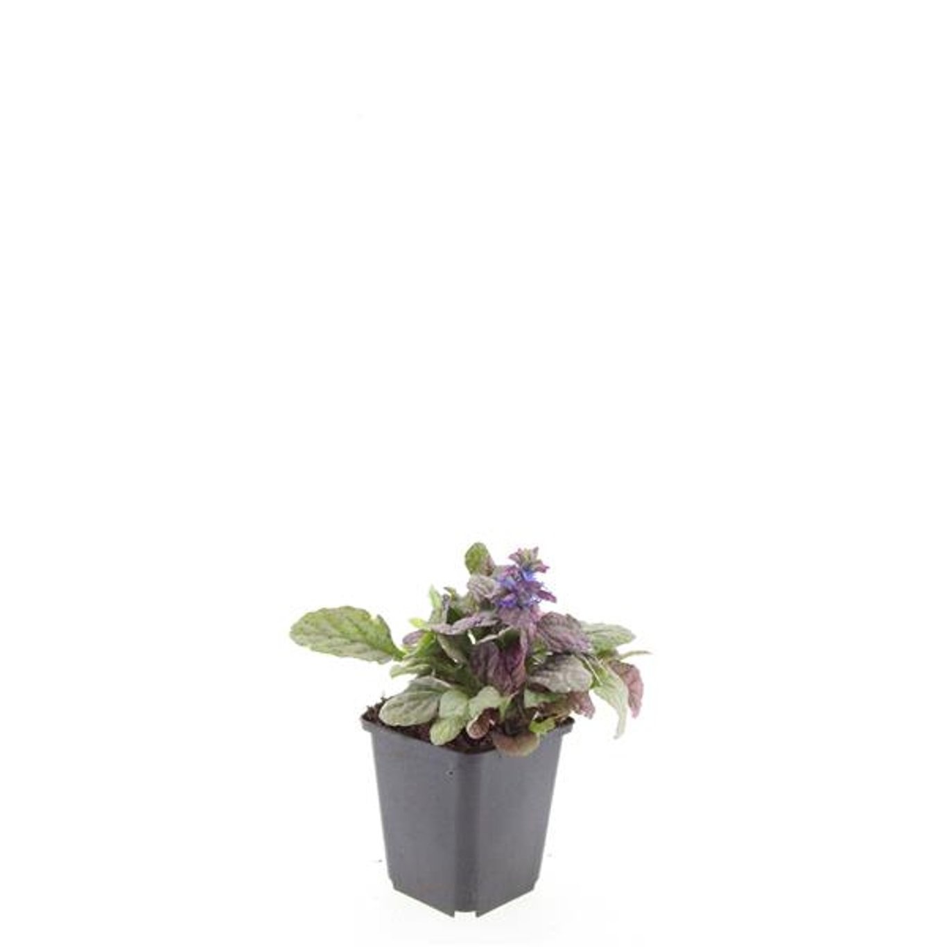 Ajuga reptans 'Burgundy Glow'
