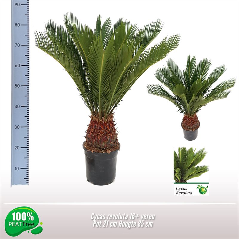 Picture of Cycas revoluta P21 (4 Ltr) 85cm