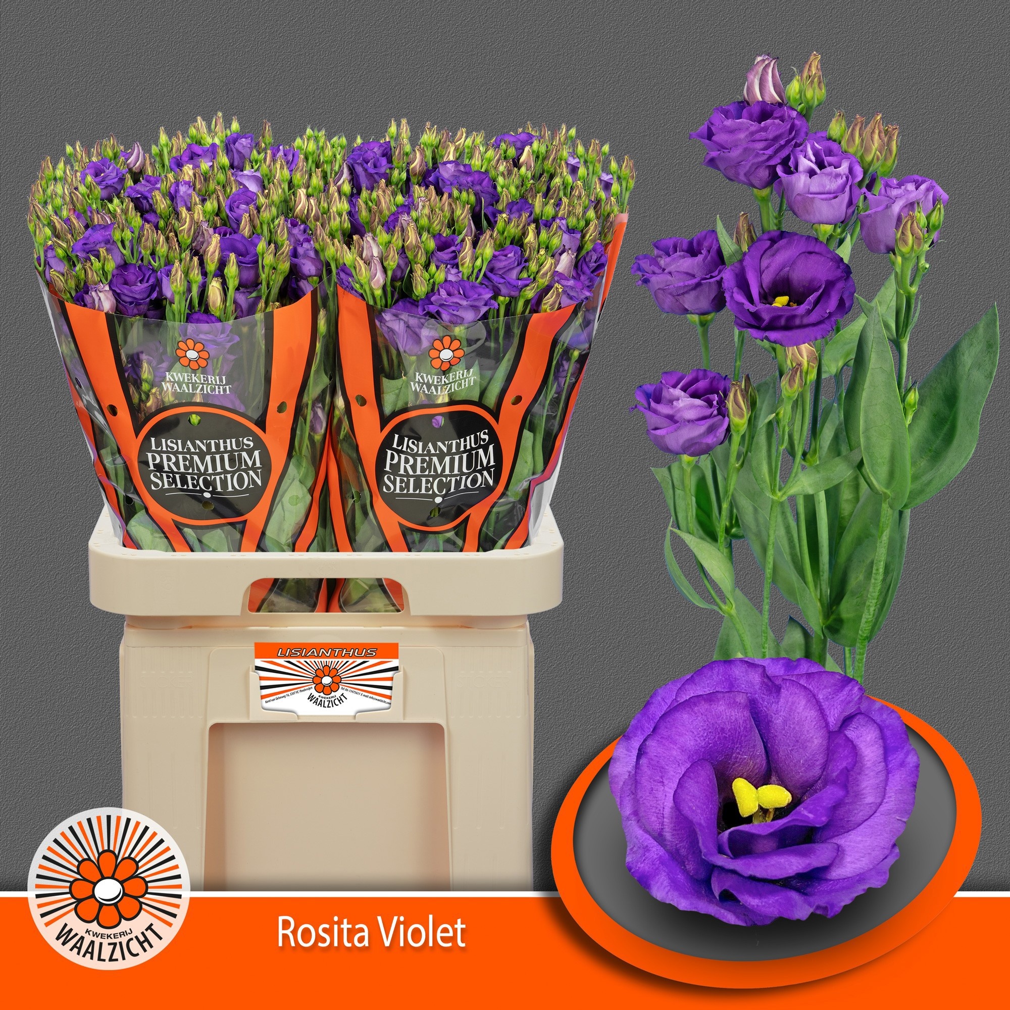 Eus G Rosita Violet