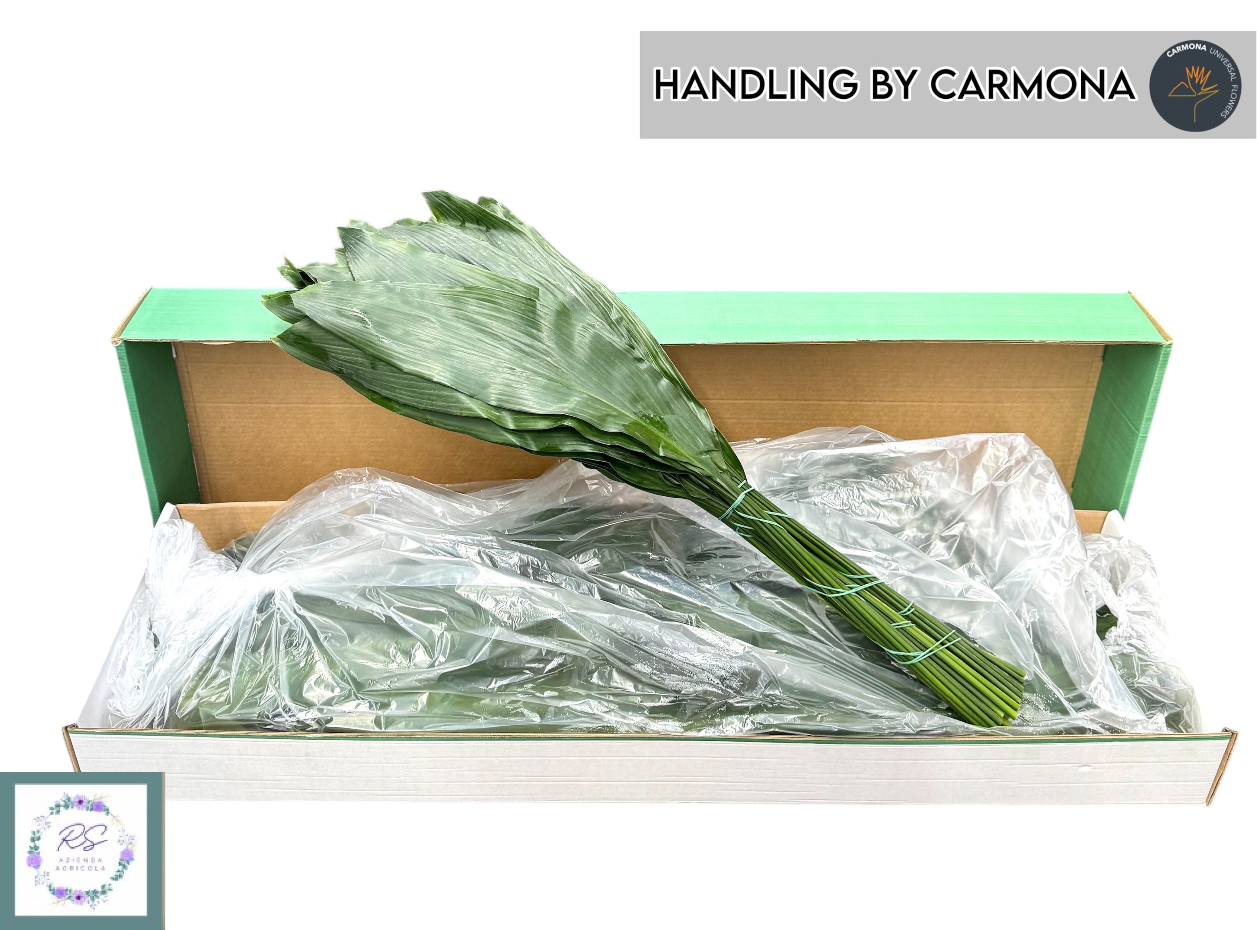 Aspidistra Leaves Bunch 80cm