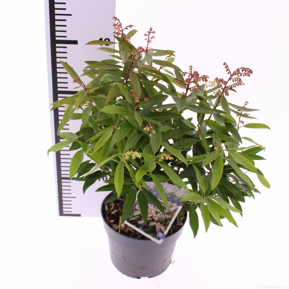 Picture of Pieris floribunda 'Brouwer's Beauty'