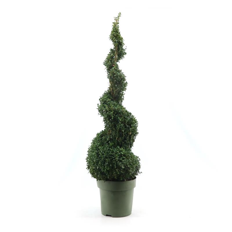 Picture of Buxus semp. Spiral 90cm