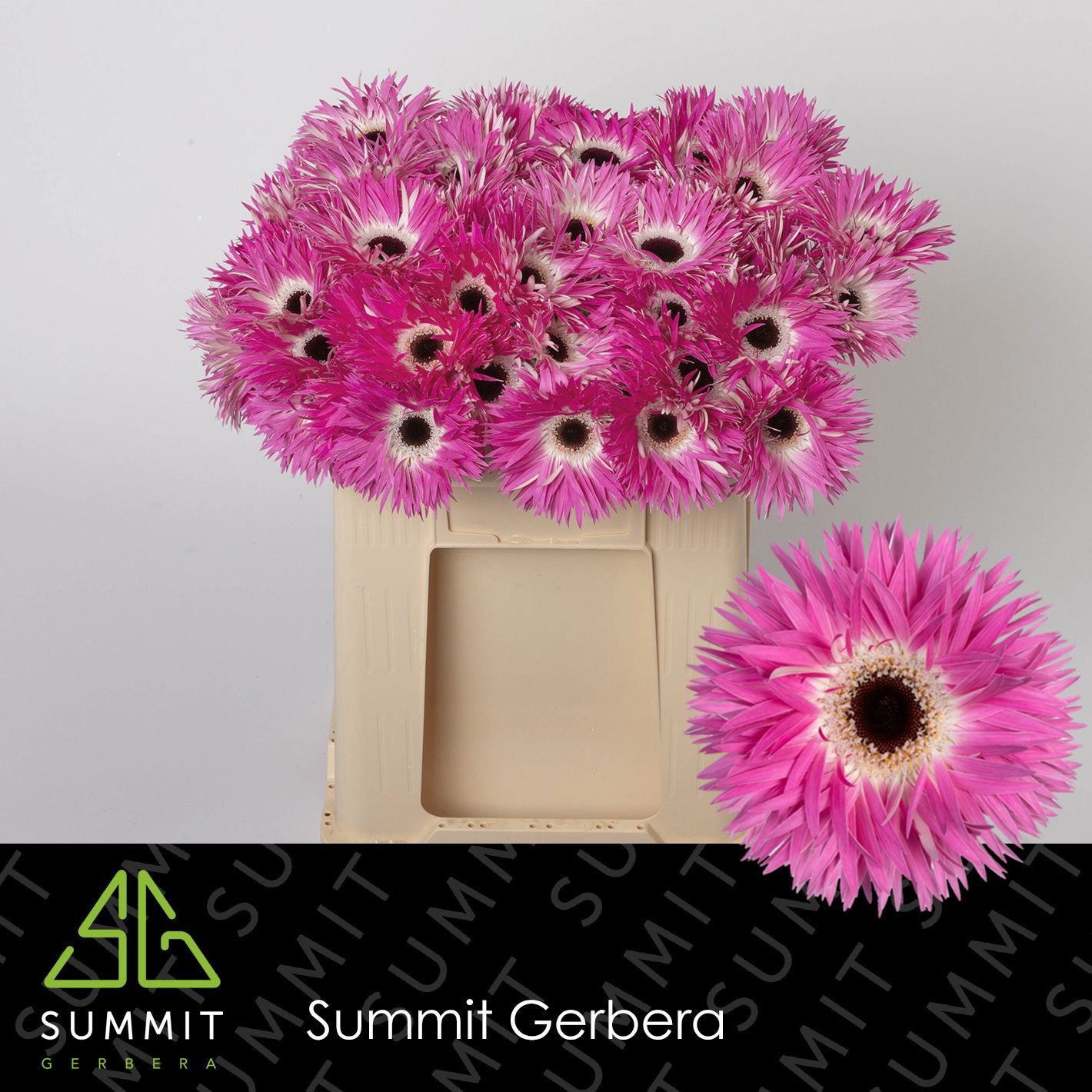 Gerbera Spider Stitch 50cm 10Ø