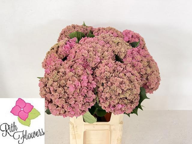 Hydrangea Royal Anastasia Classic 80cm 24Ø