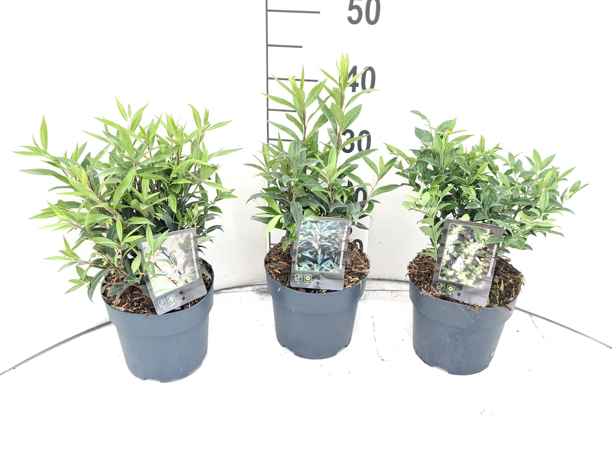 Sarcococca MIX